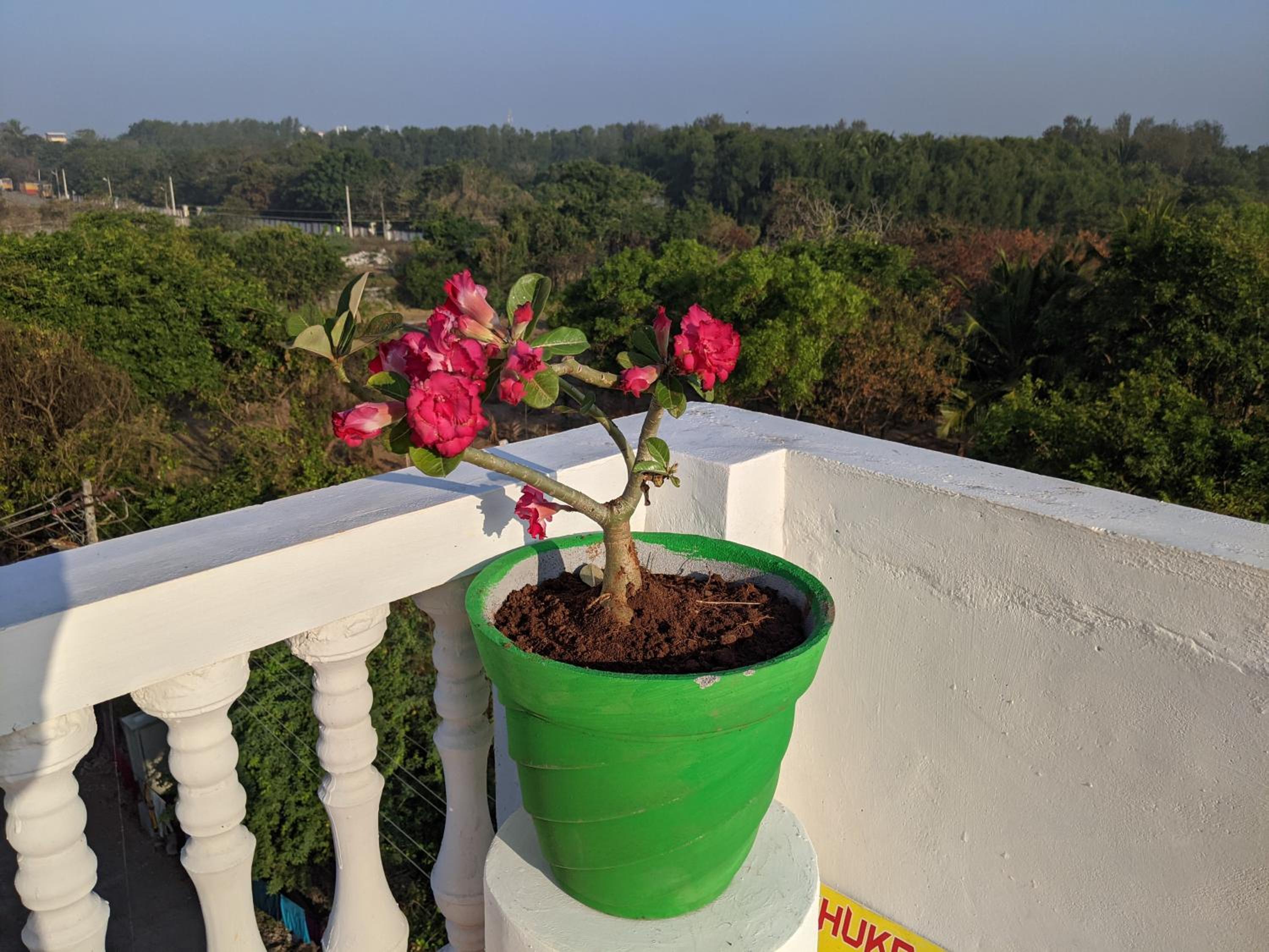roof