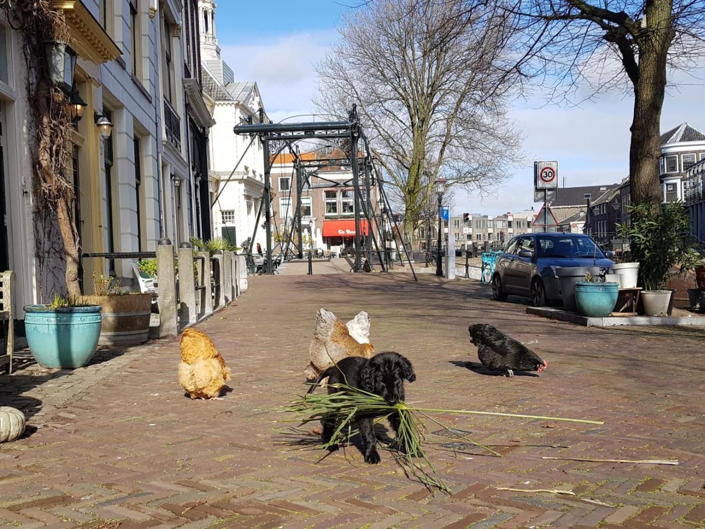 't hart van Schiedam