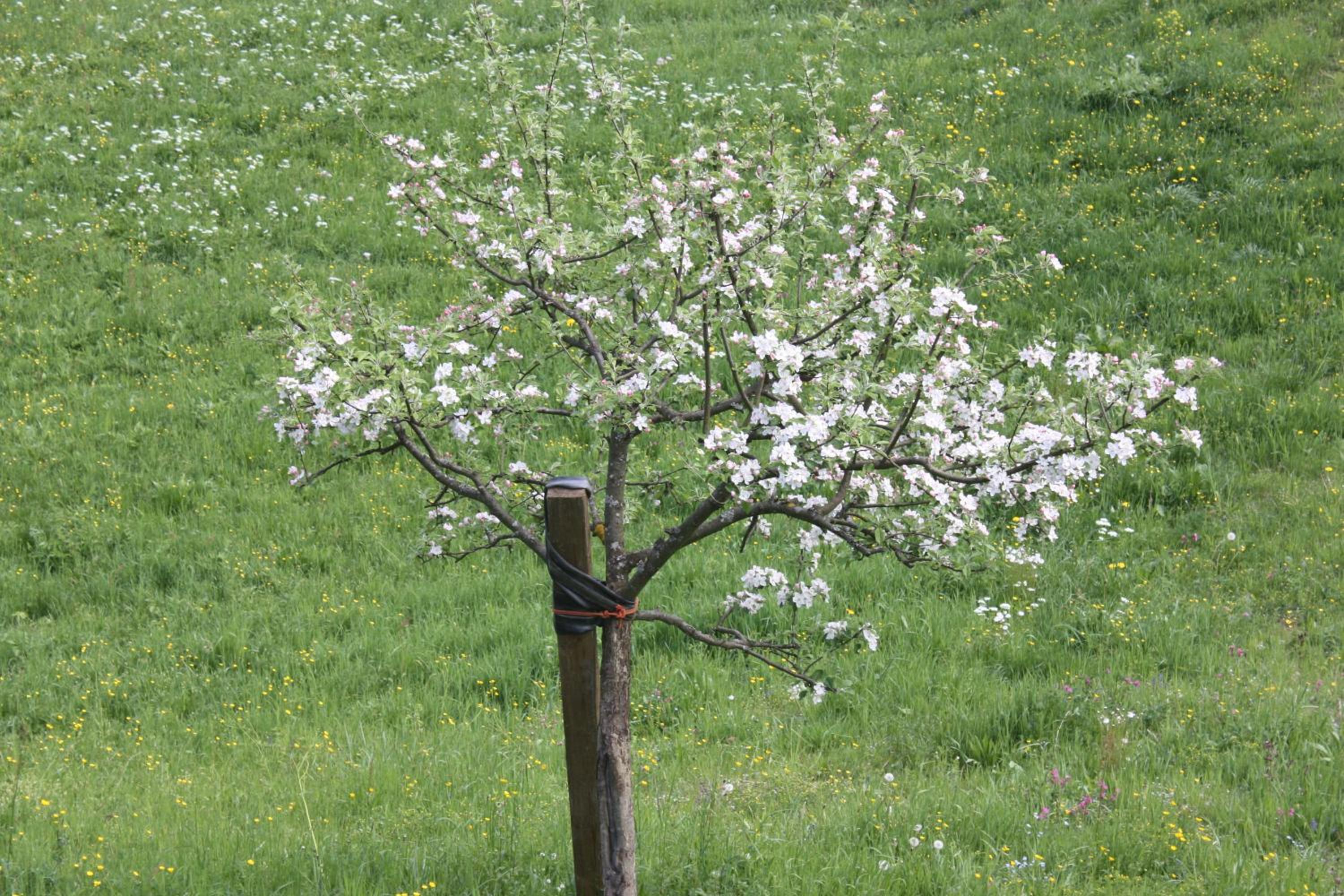 Alpenferienwohnungen Wiesenlehen