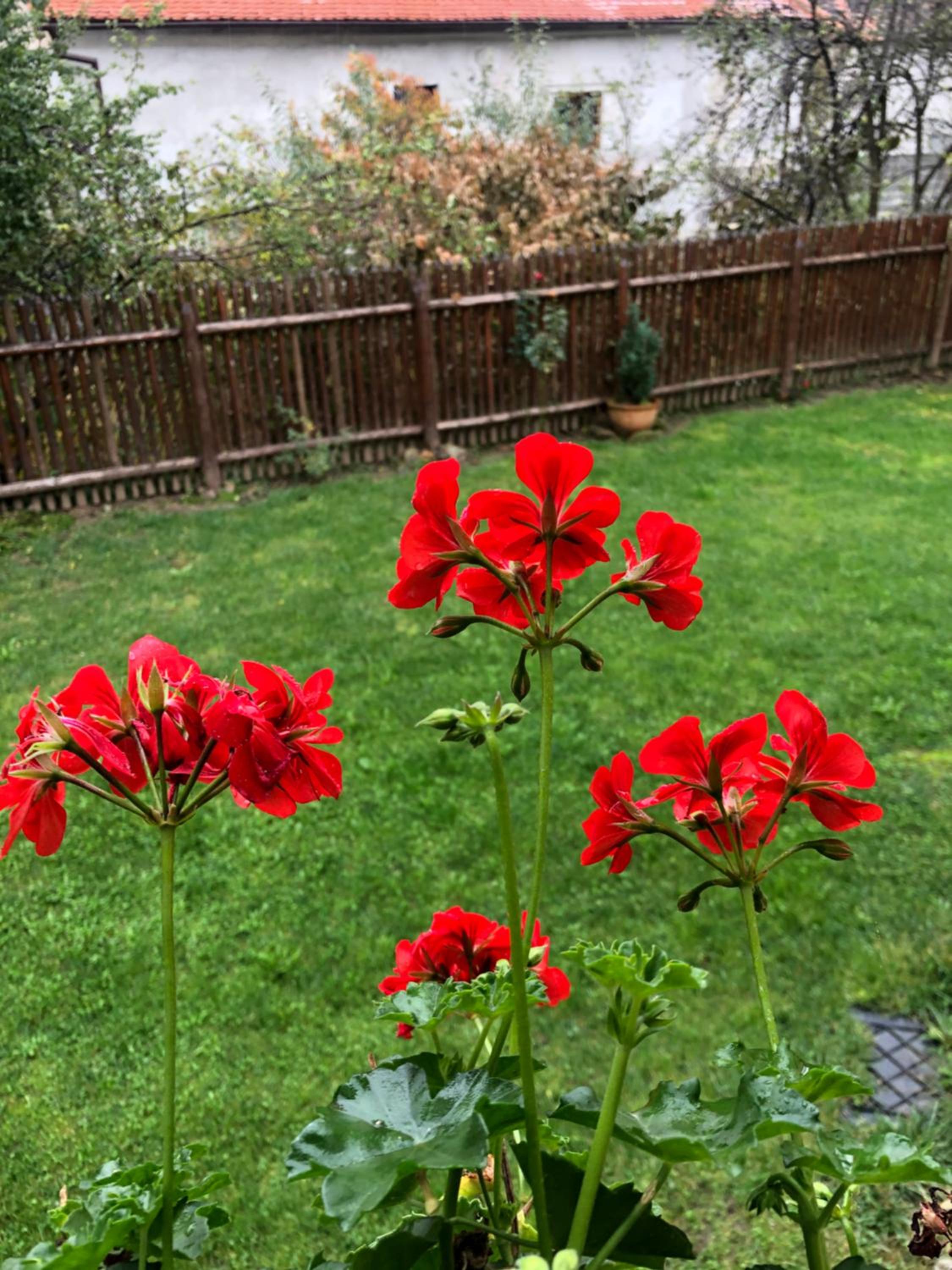 Pensiunea Oppidum view 3