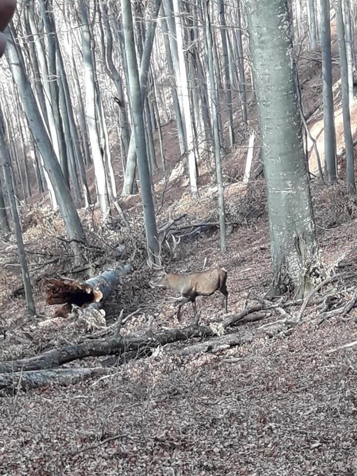 Къща за гости 
