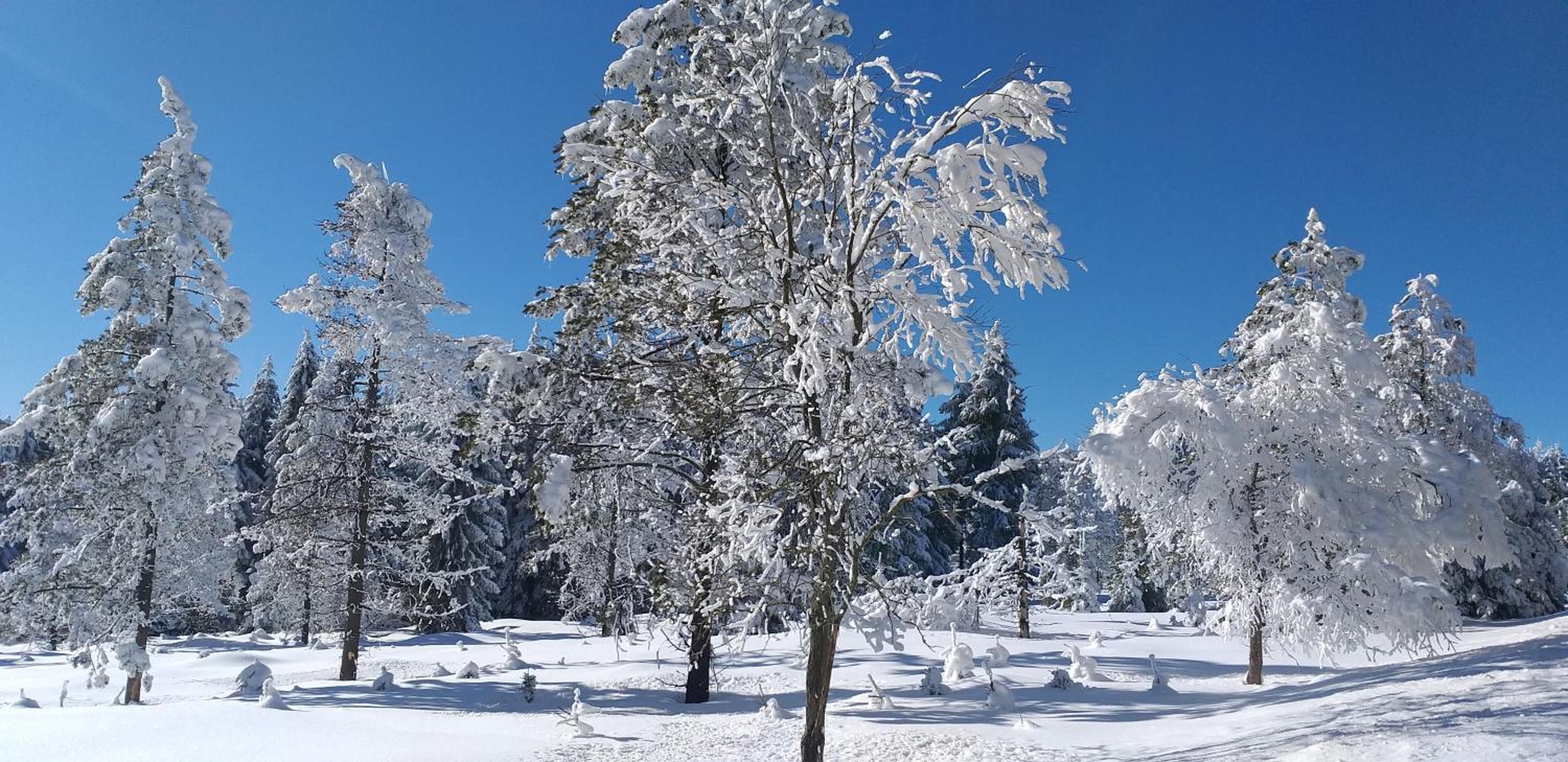Pension Berghof