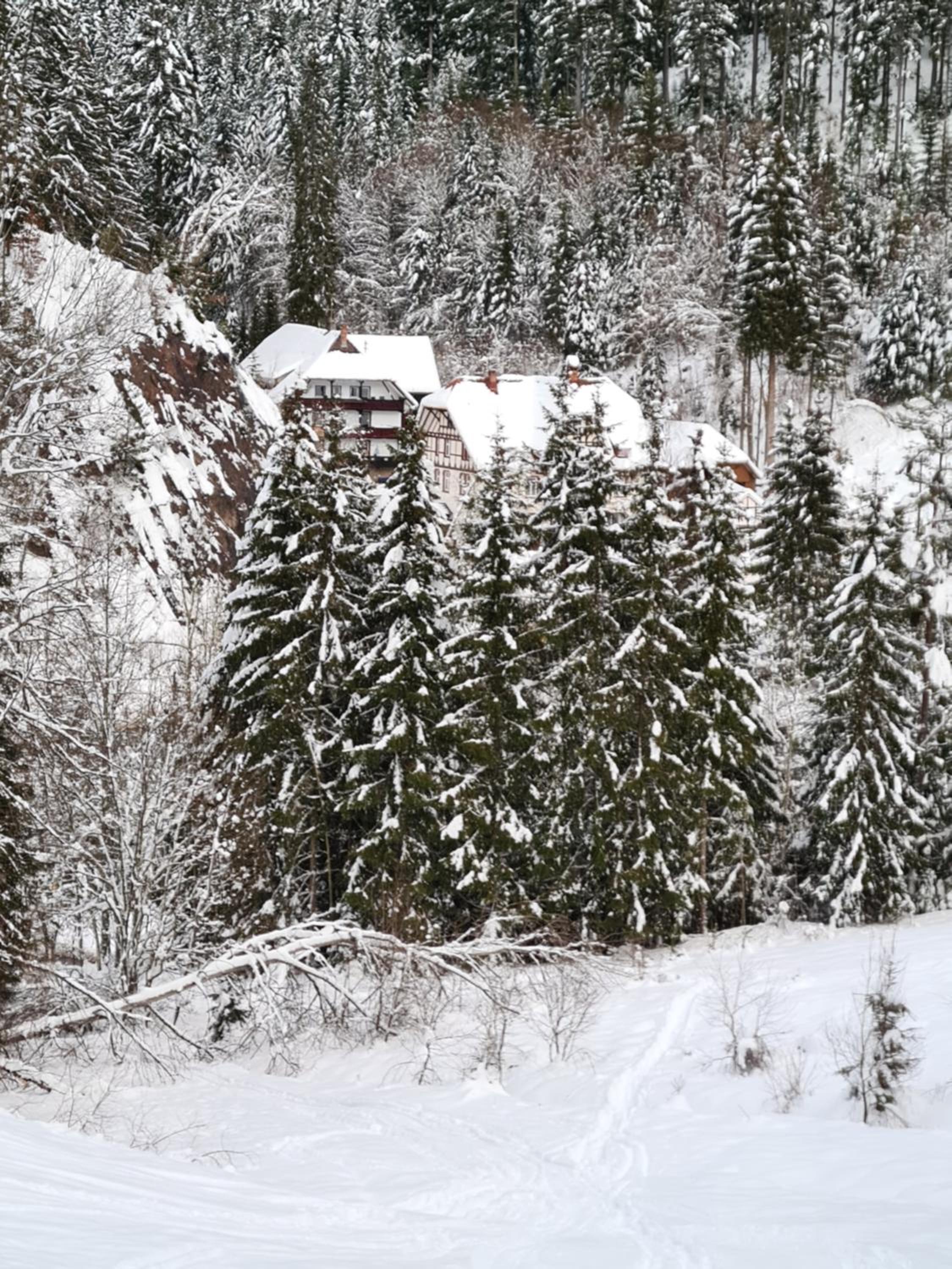 Waldblick Ferienwohnungen