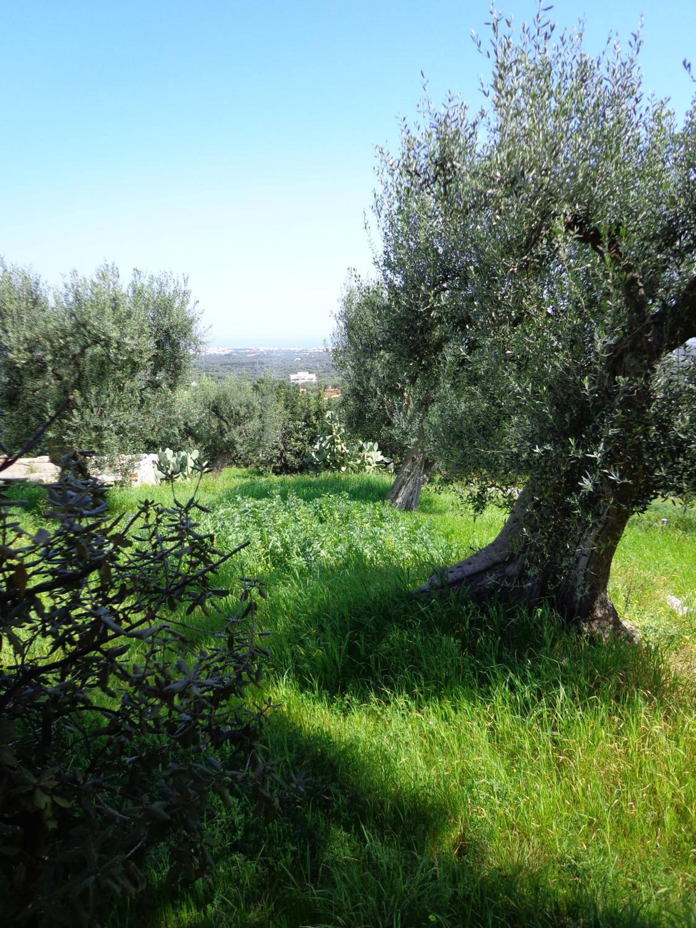 Alla Panoramica