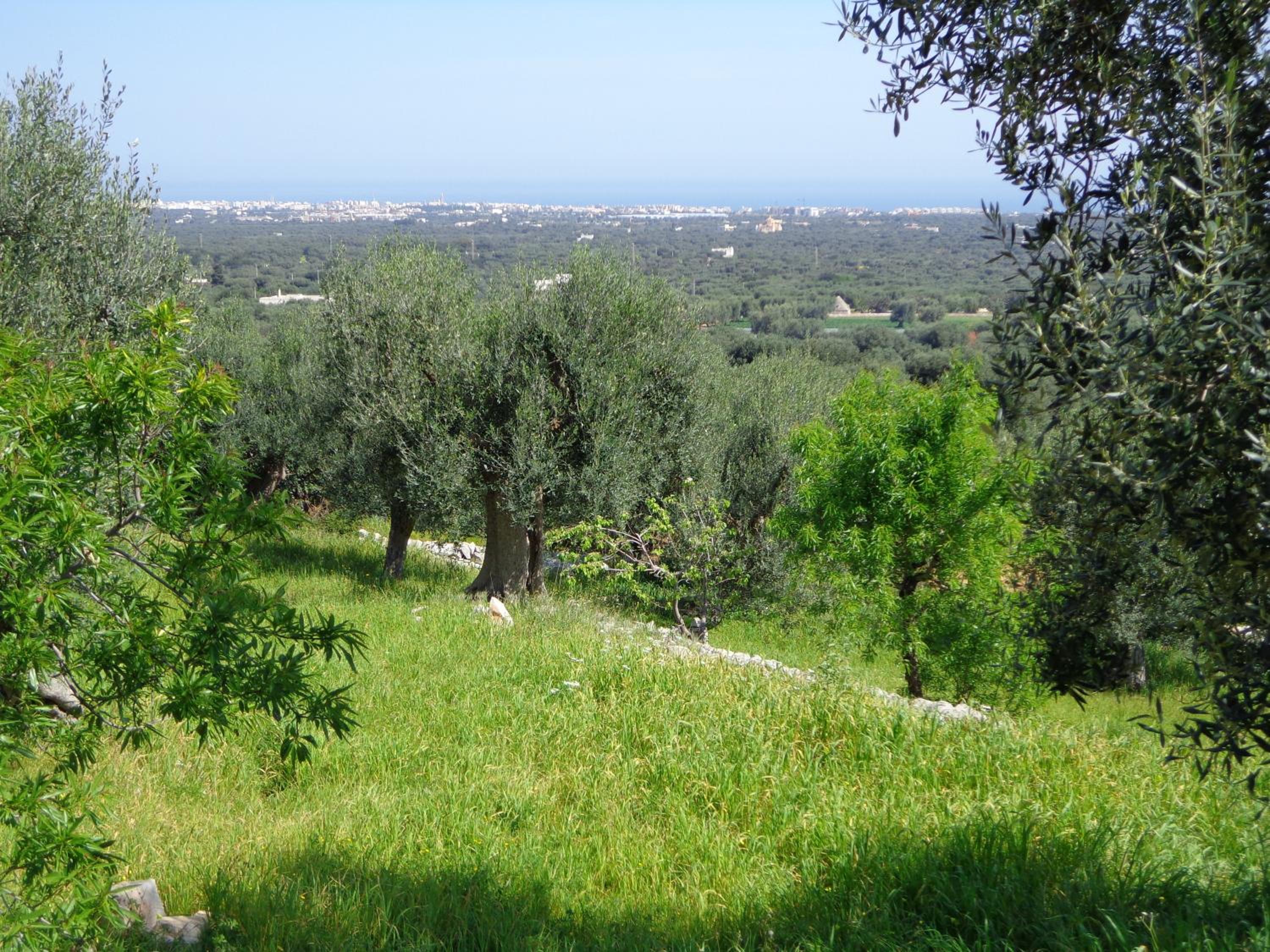 Alla Panoramica