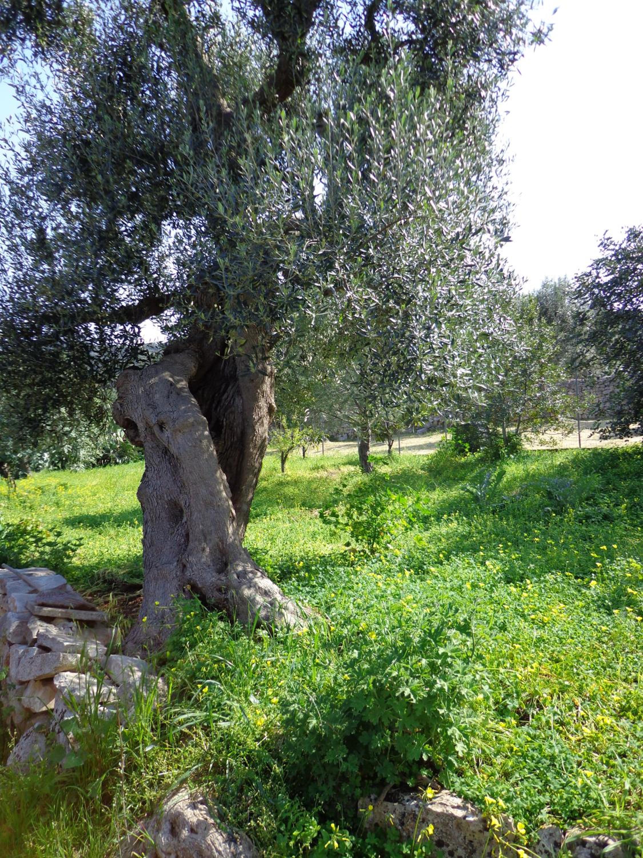 Alla Panoramica