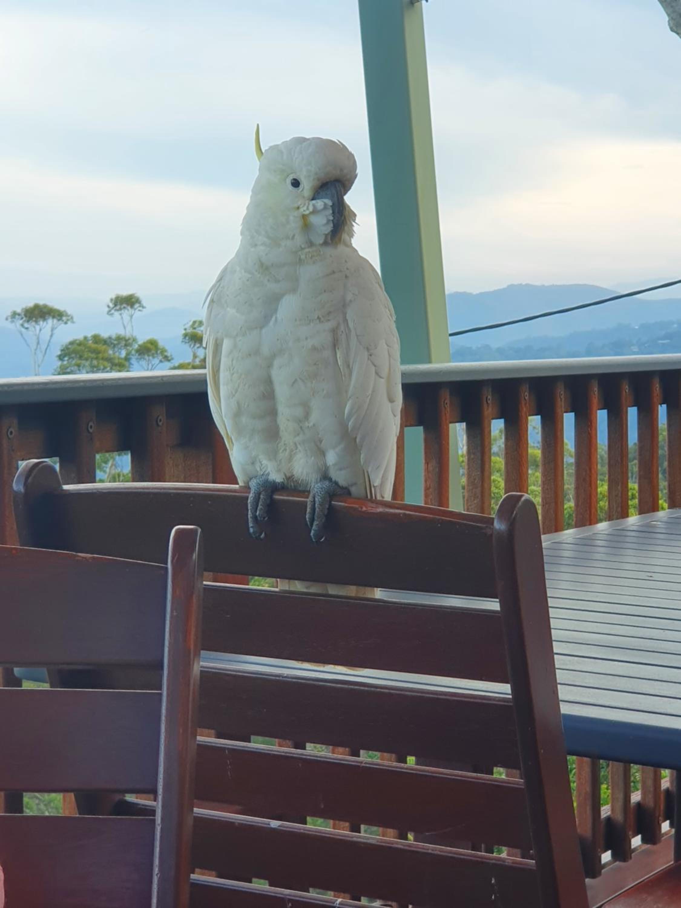 Tamborine Mountain Bed and Breakfast