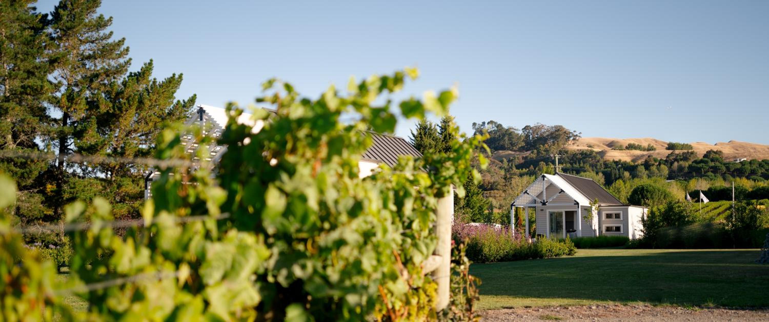 305 in the Vines view 3