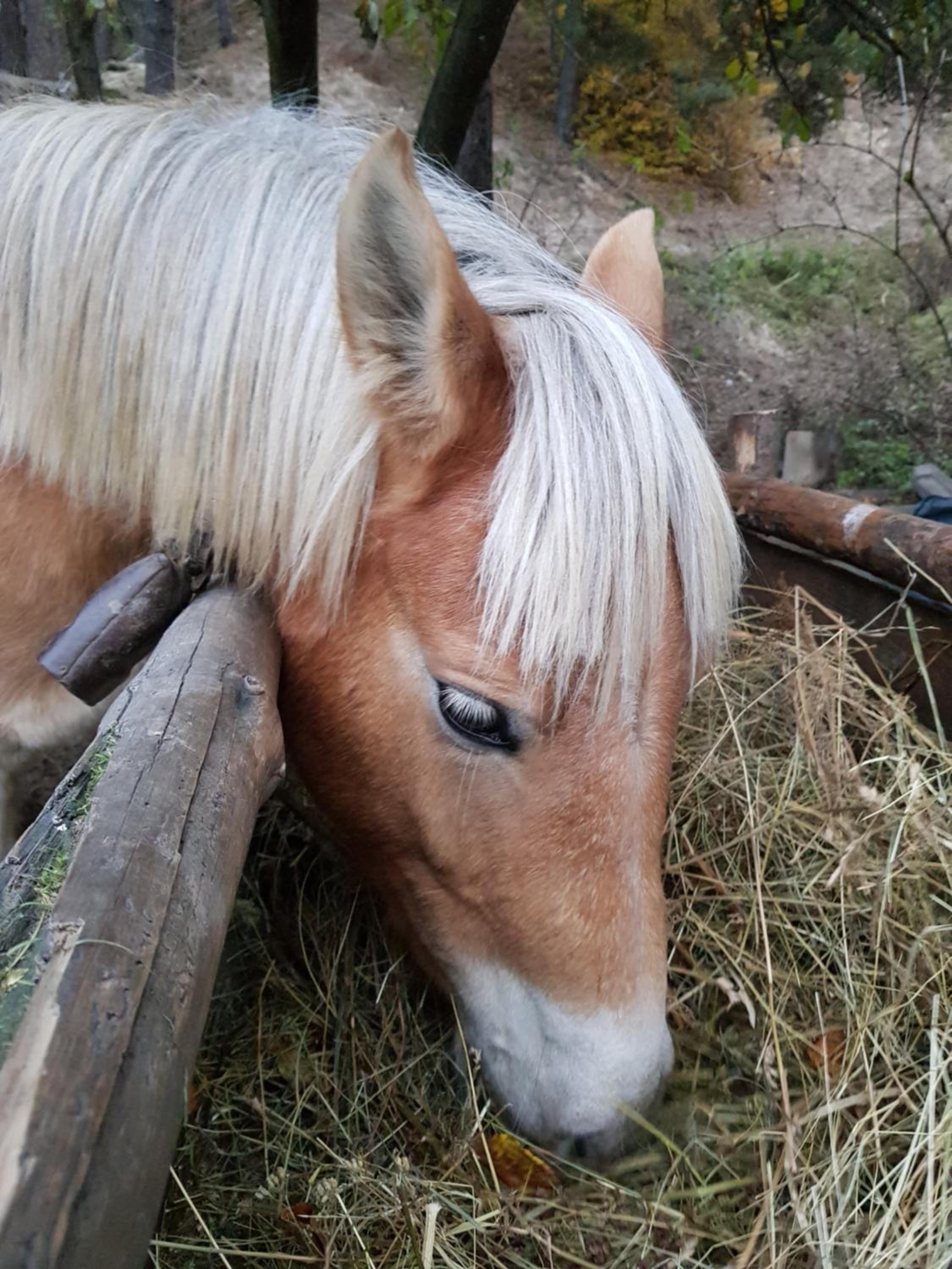Dona Guest House - Horse Riding