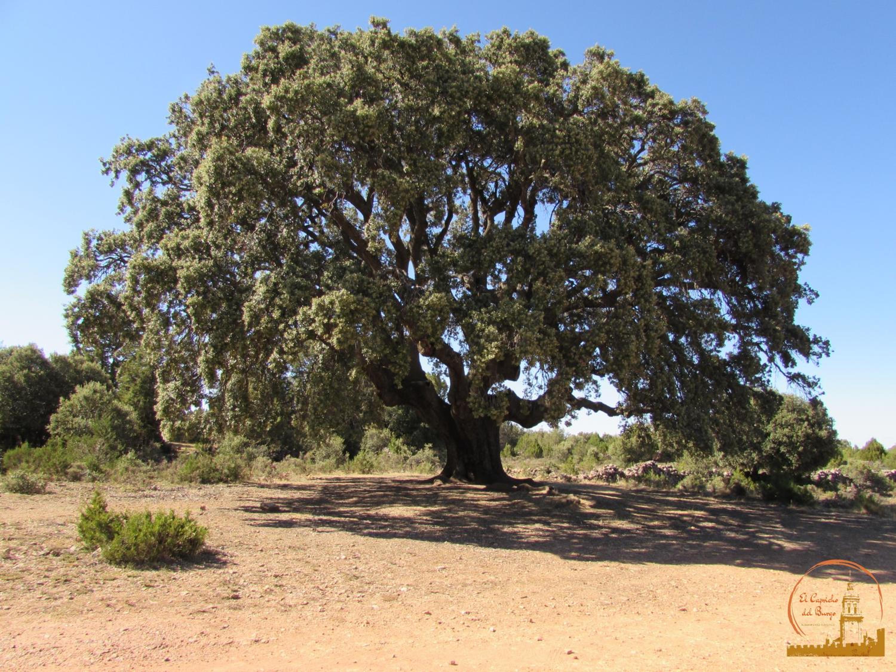EL CAPRICHO DEL BURGO - Property Image 26