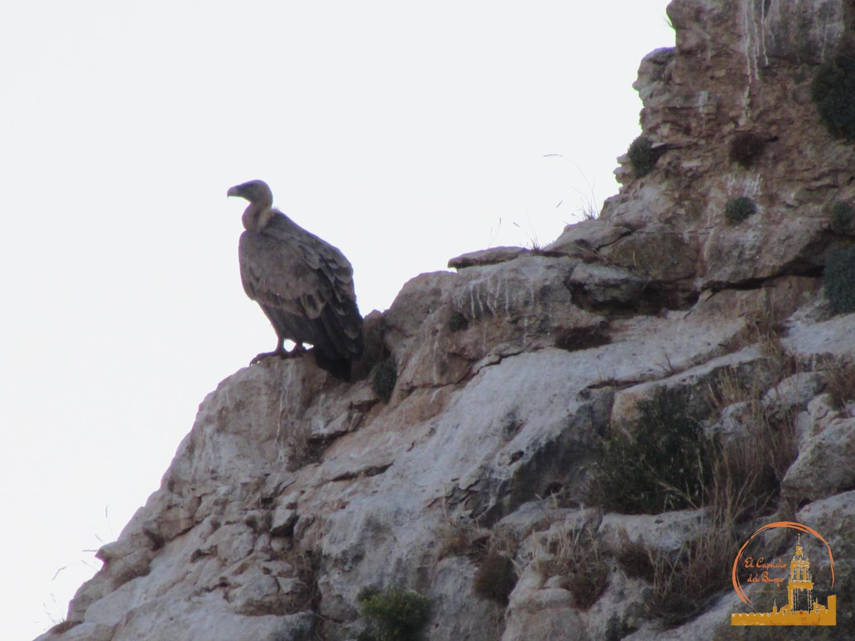 EL CAPRICHO DEL BURGO - Property Image 27