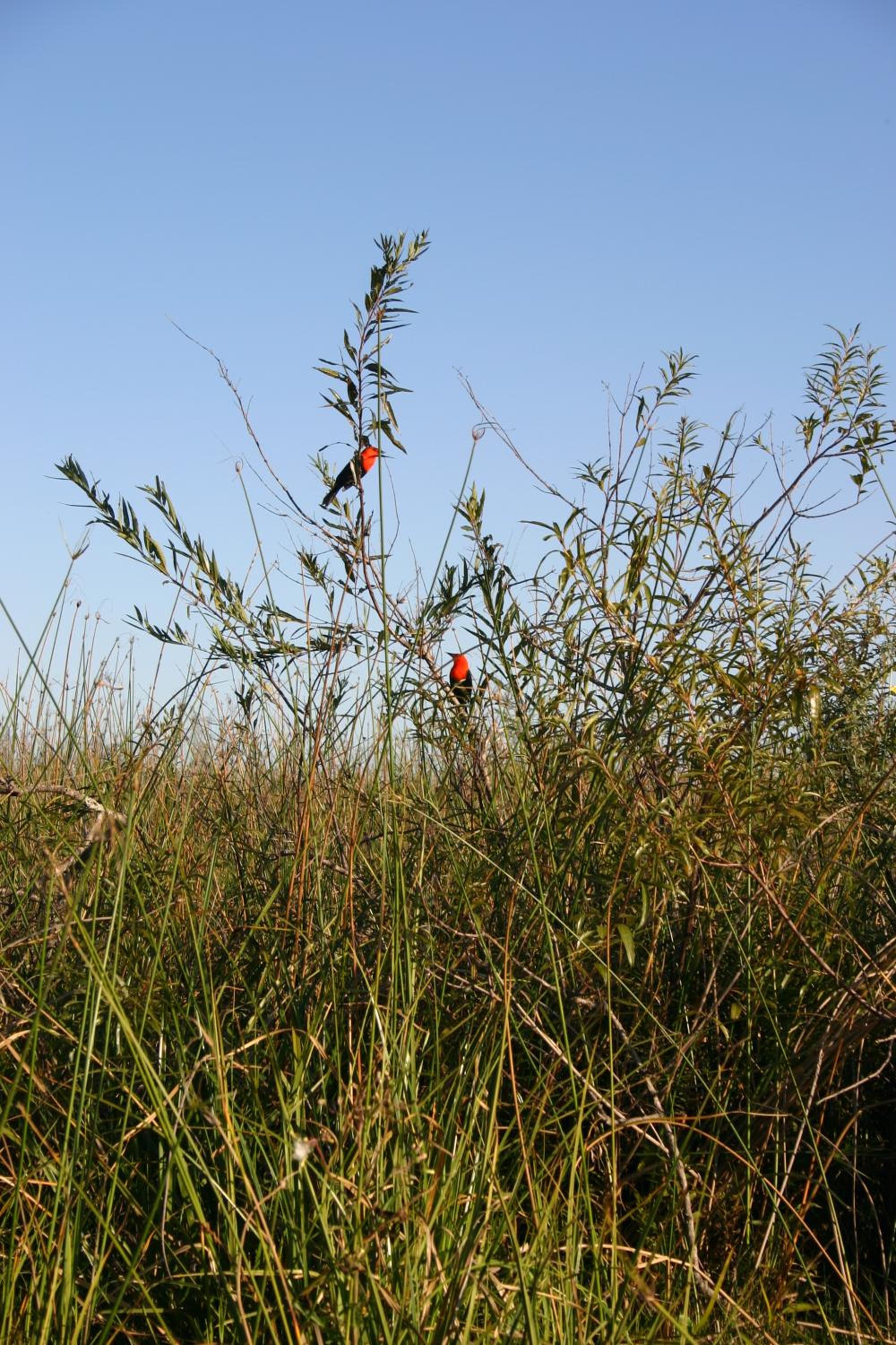 Posada Uguay - Esteros del Iberá