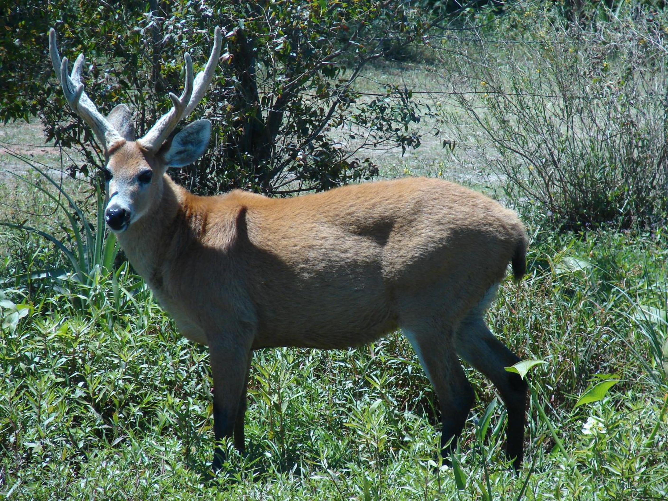 Posada Uguay - Esteros del Iberá