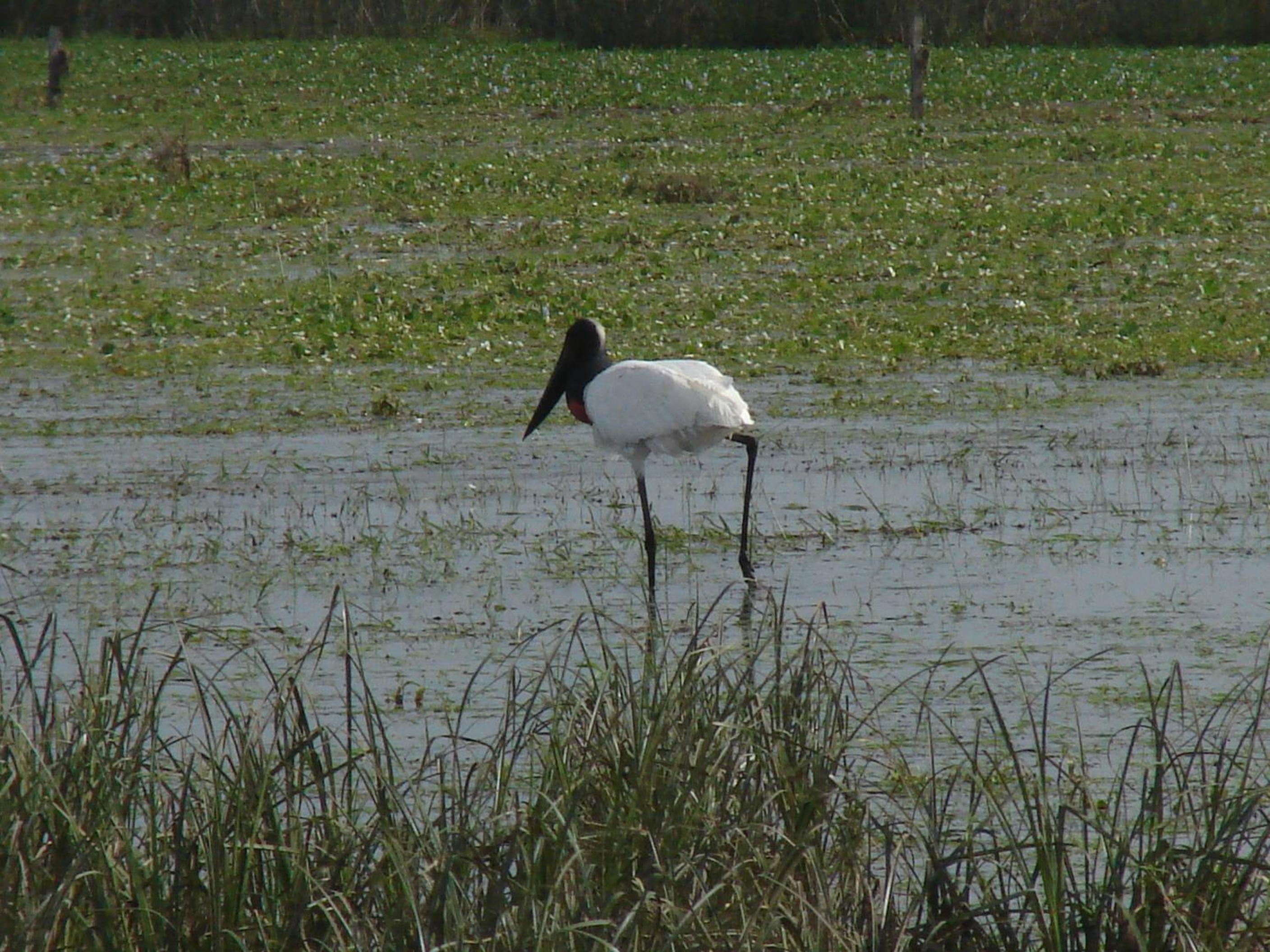 Posada Uguay - Esteros del Iberá