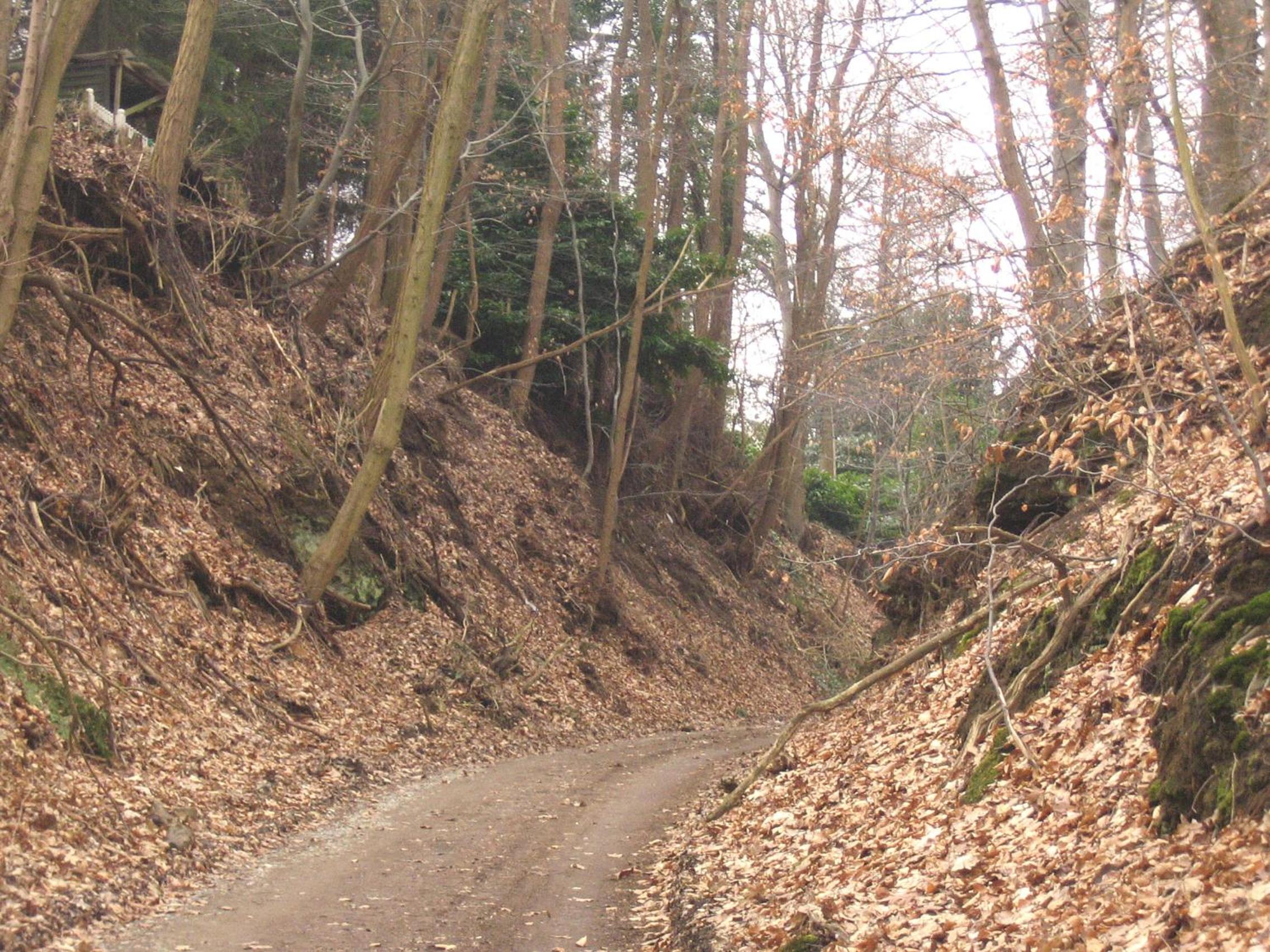 Linden-Jachthoorn, photo 39