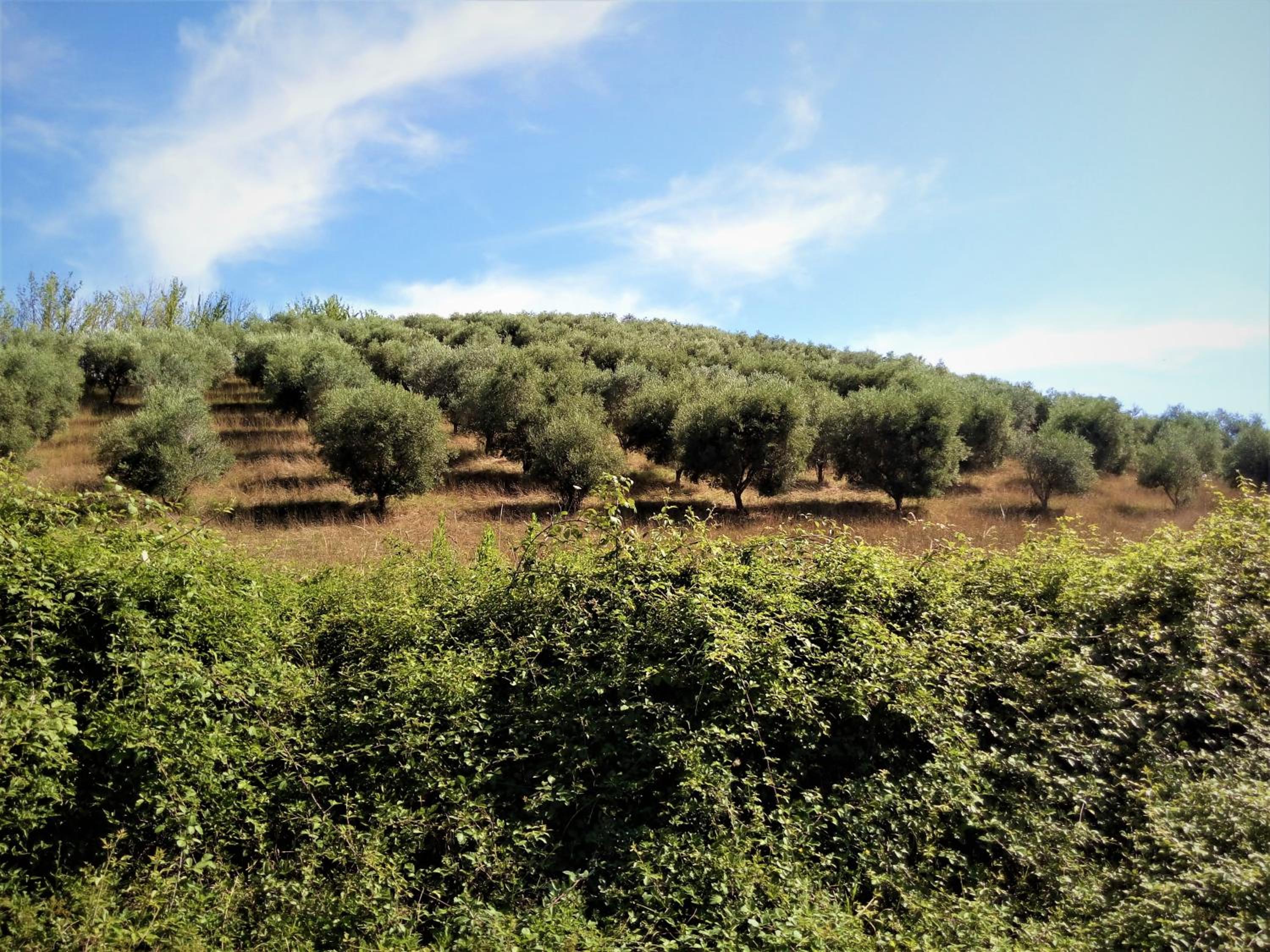 Photo 46
