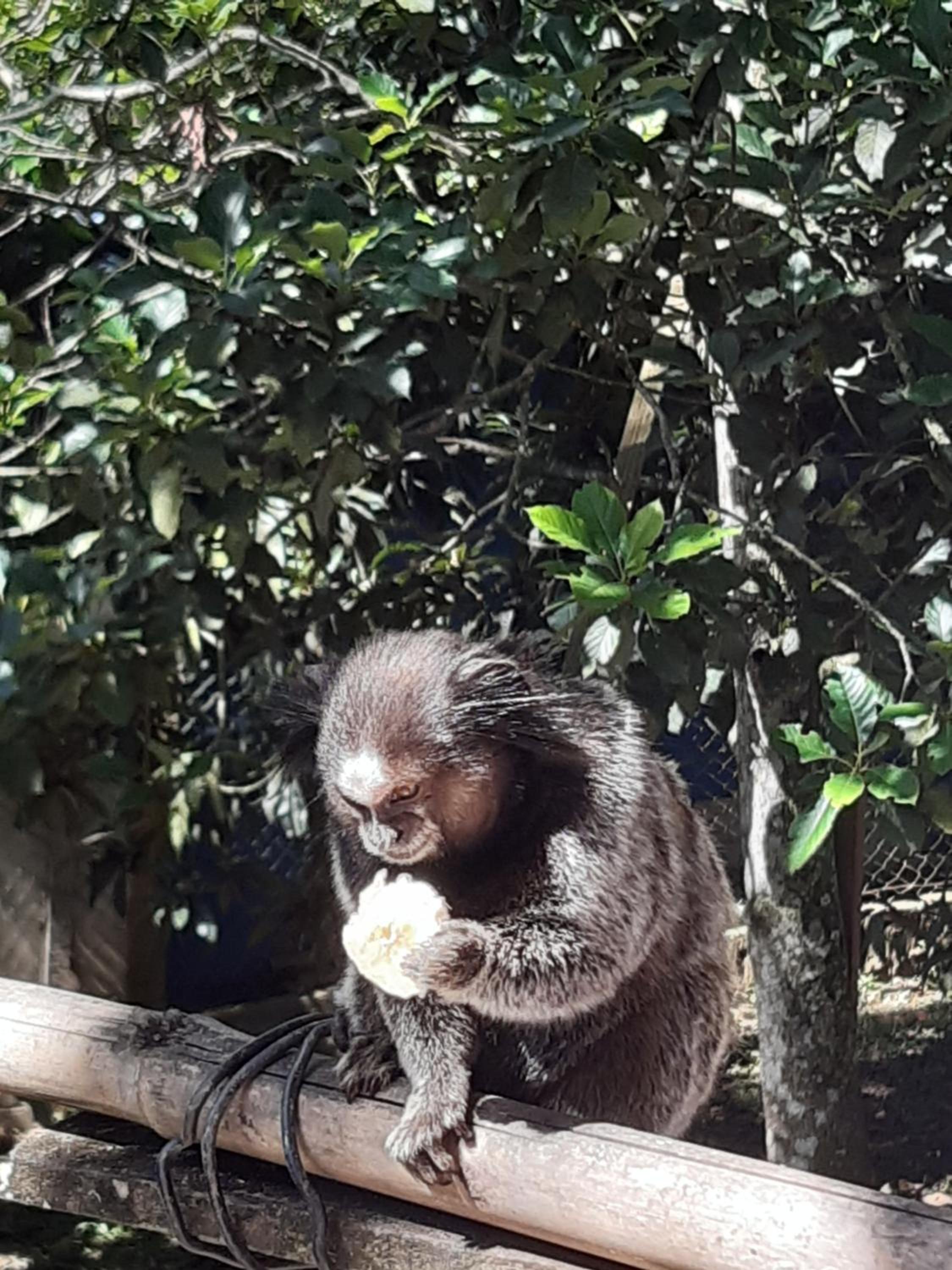 Hospedagem Chalé pousada Chácara Cantinho do Mozão