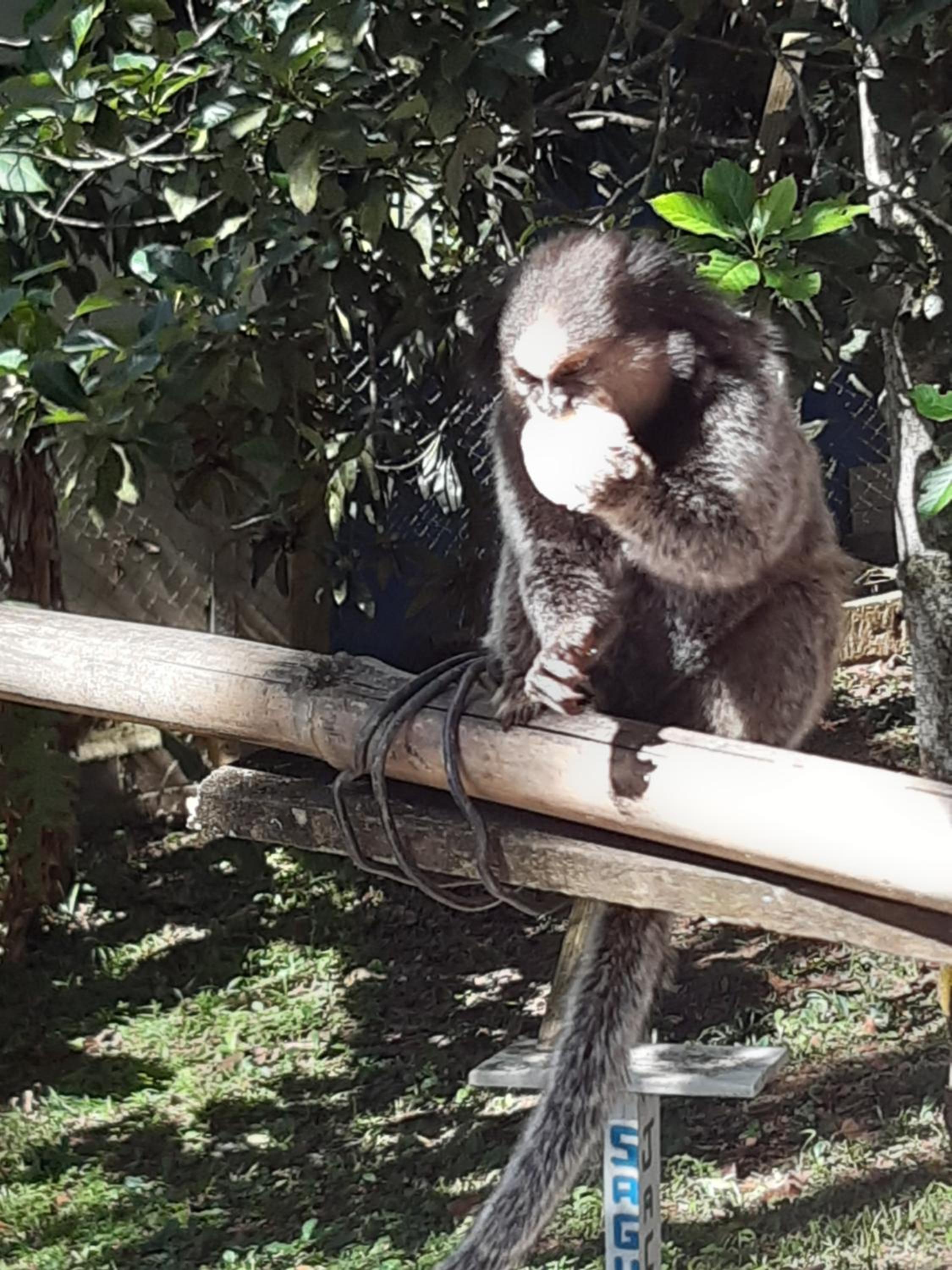Hospedagem Chalé pousada Chácara Cantinho do Mozão