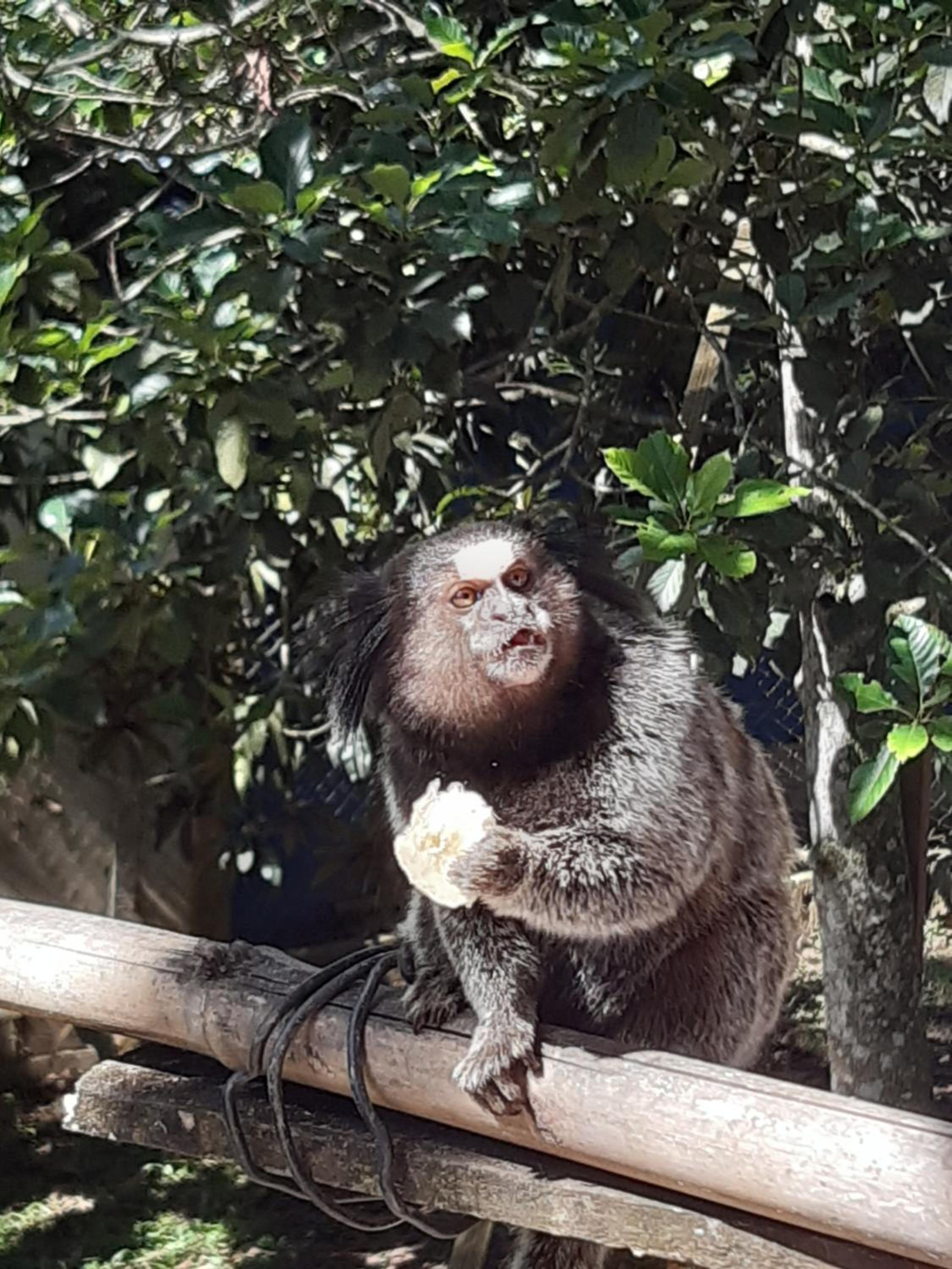 Hospedagem Chalé pousada Chácara Cantinho do Mozão