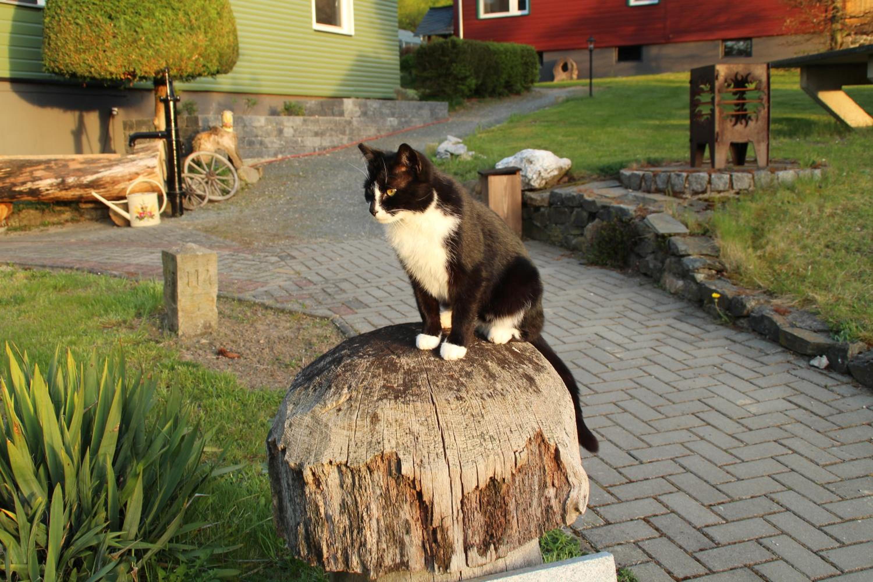 Photo 54