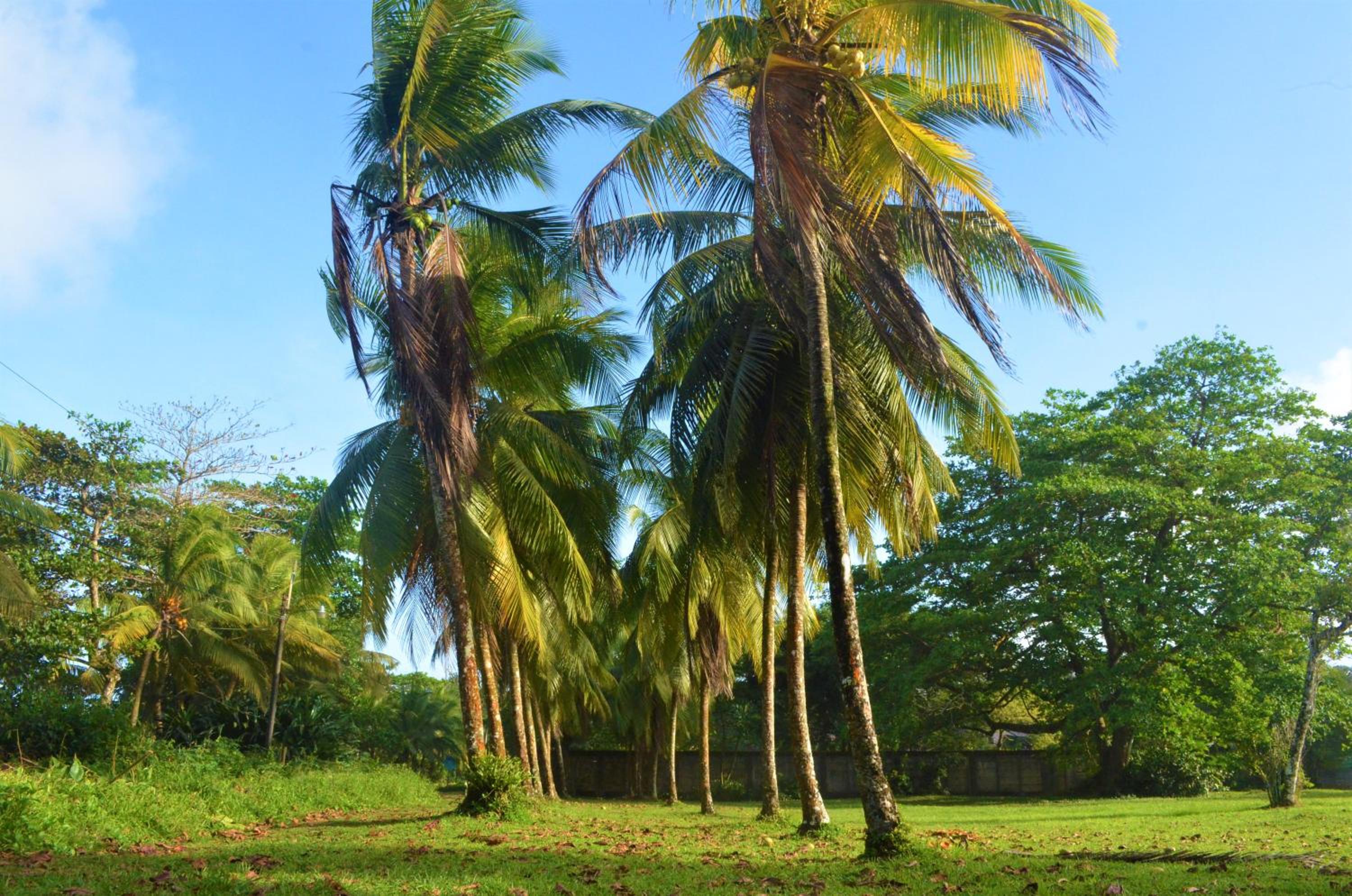 Hotel Pura Natura Beachfront Tortuguero