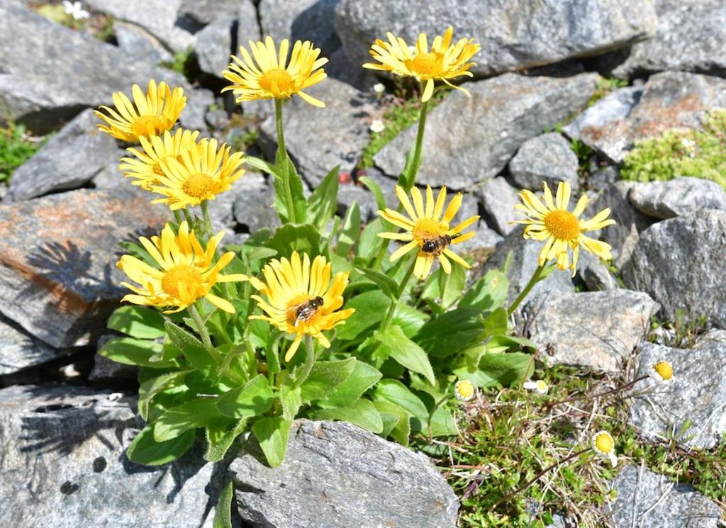 Pension Alpin