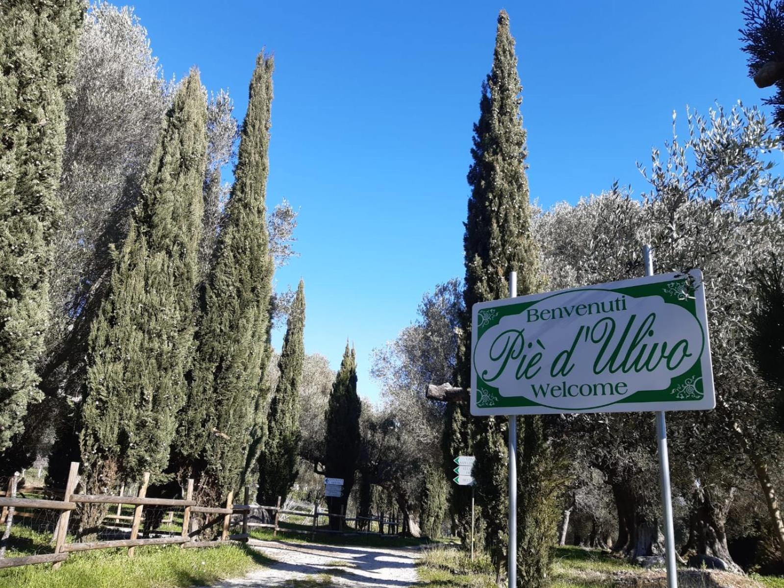 Pie' d'Ulivo