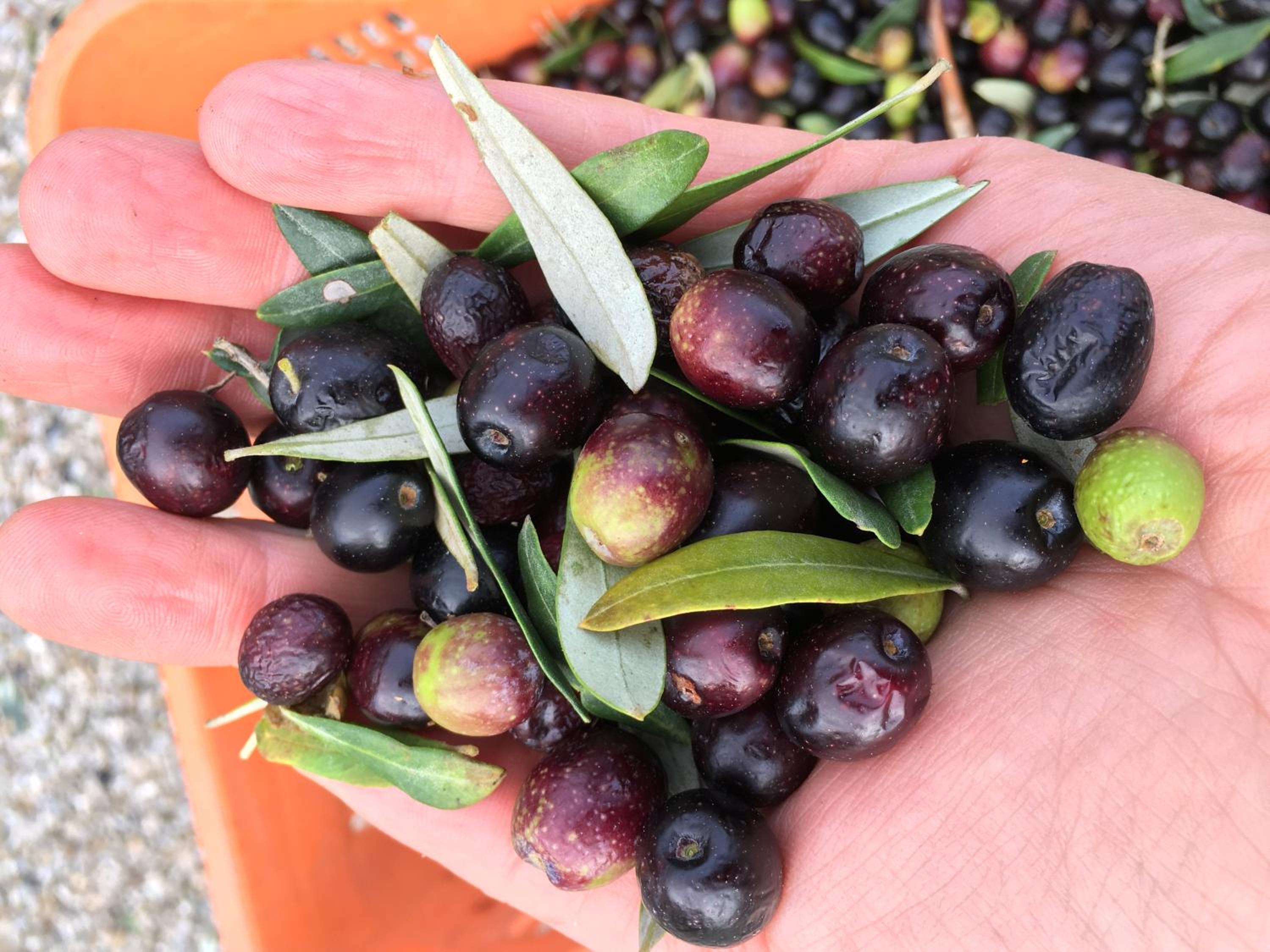 Tenuta Guardastelle - Agriturismo and vineyard photo 5