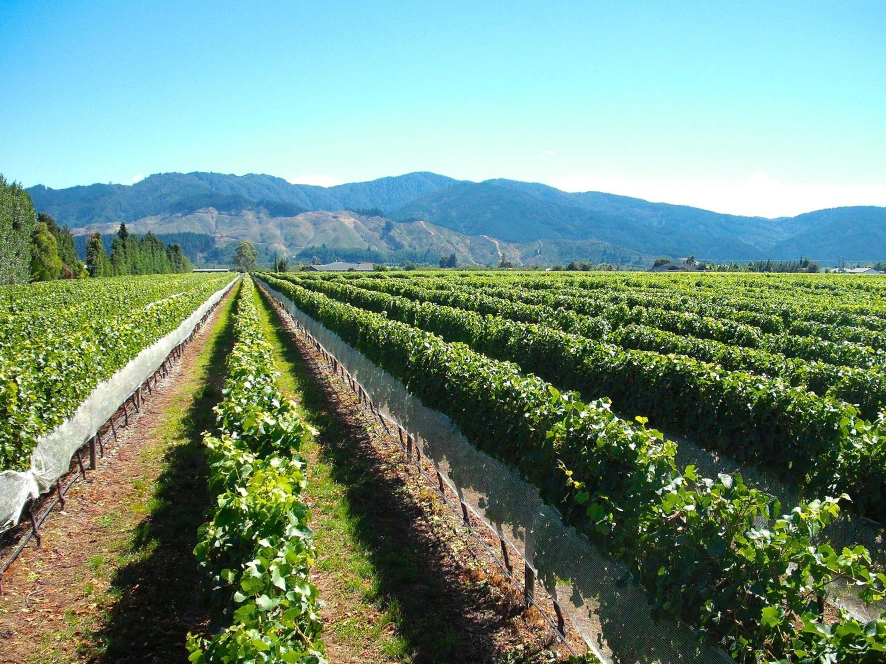 Hotel Marlborough Magic - Rapaura Holiday Home - Image 1