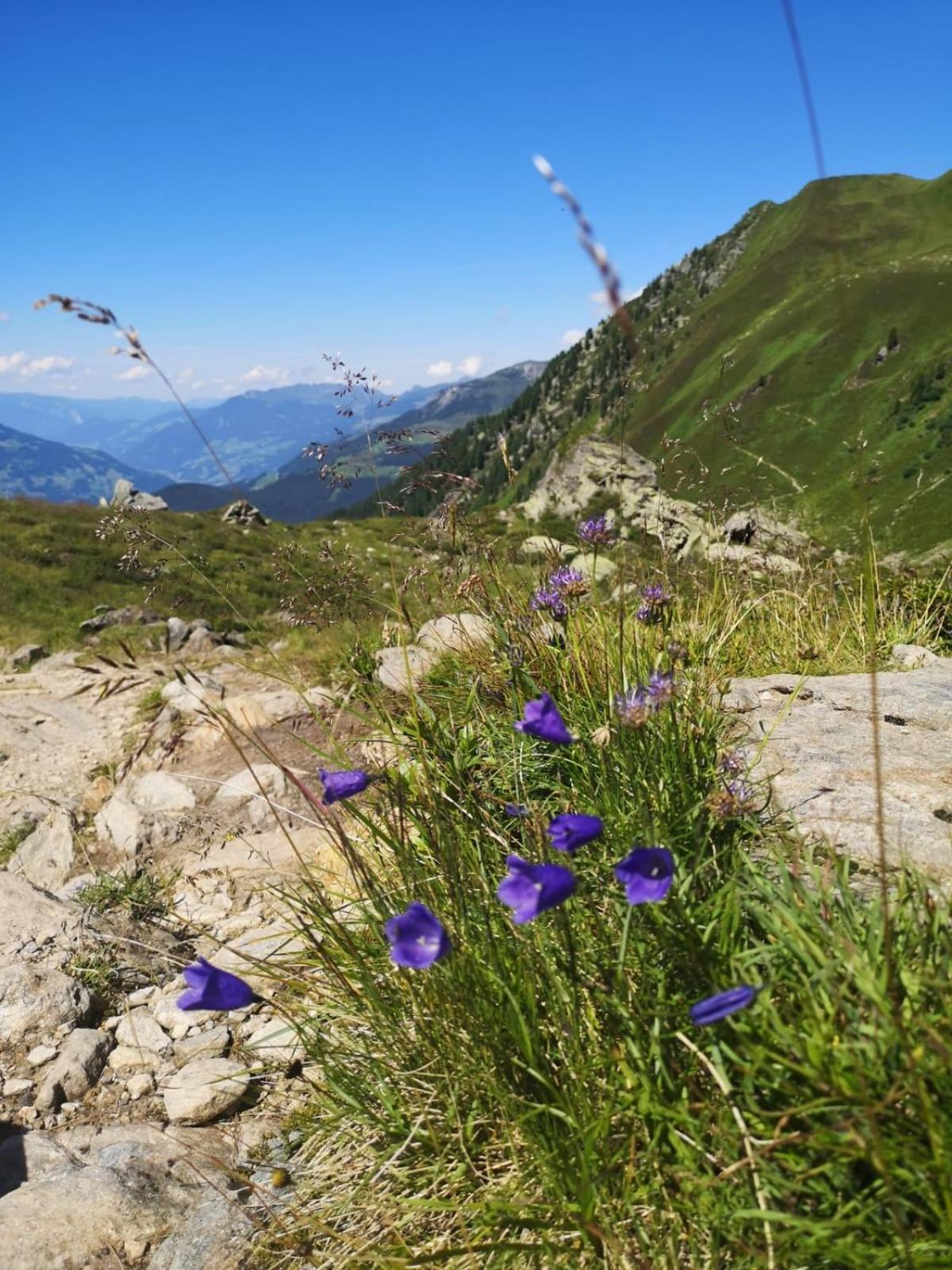Ferienwohnungen Fichtenheim