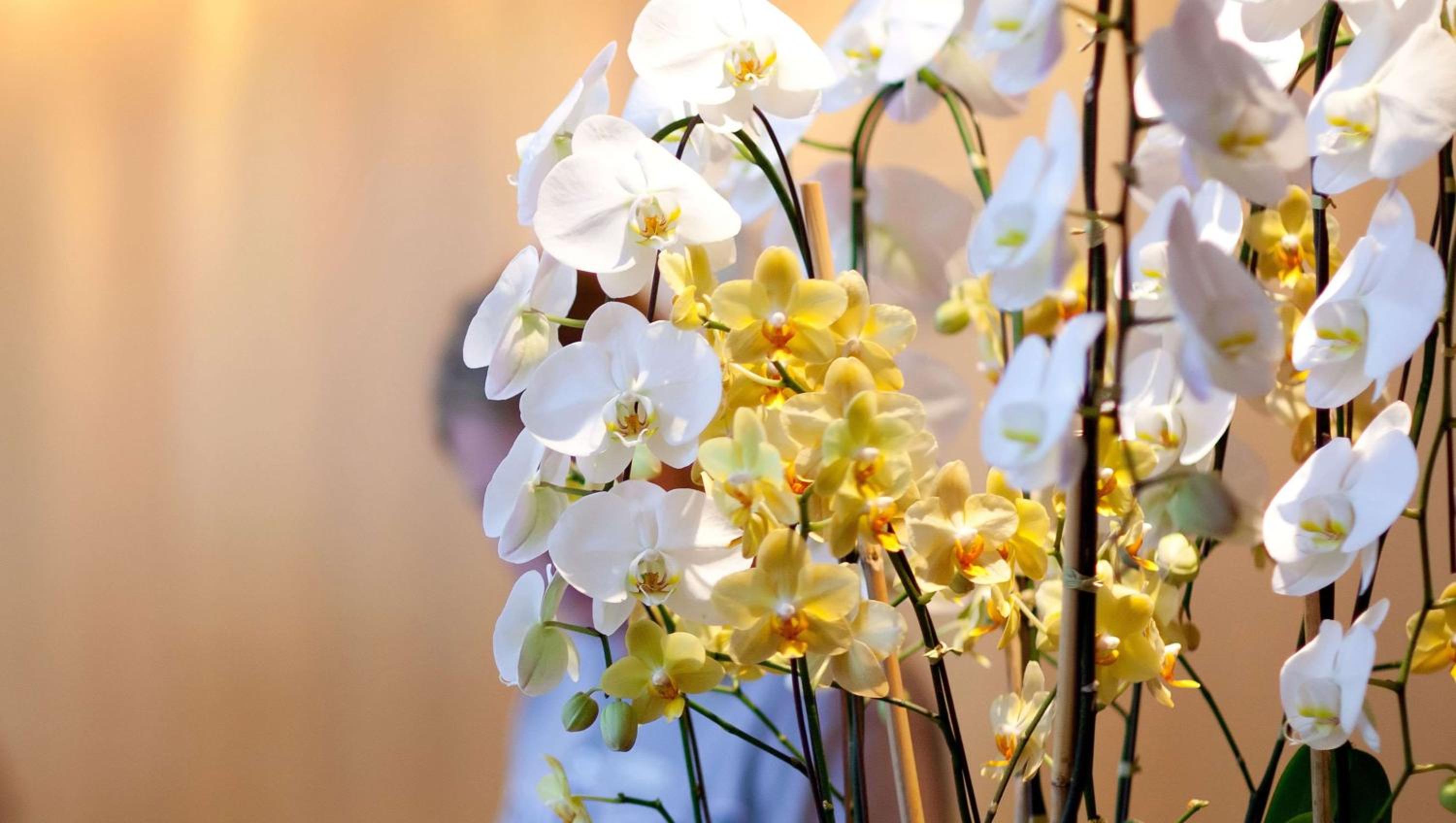 Express Inn Newport News - Property Image 13