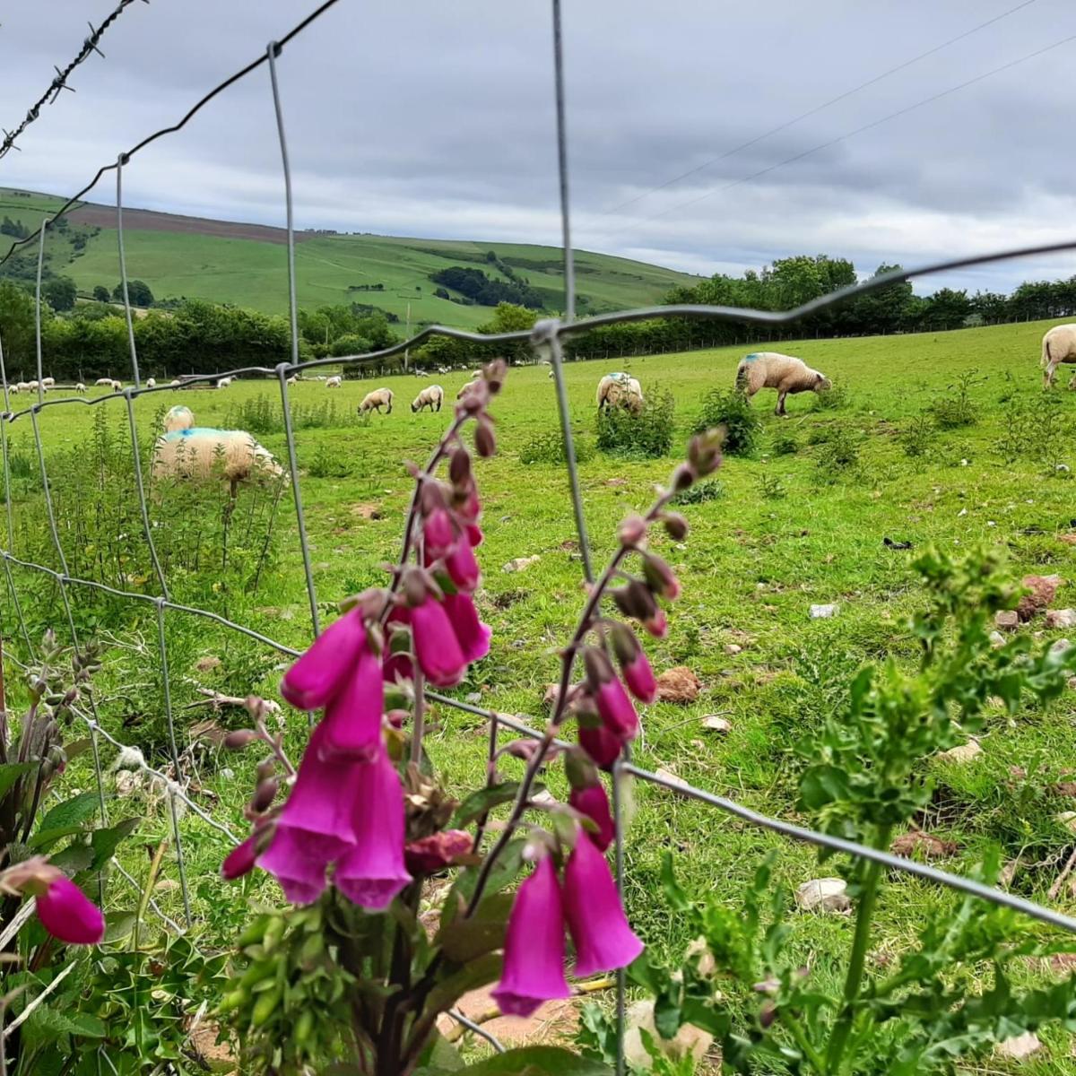 Foxglove Accommodation view 5