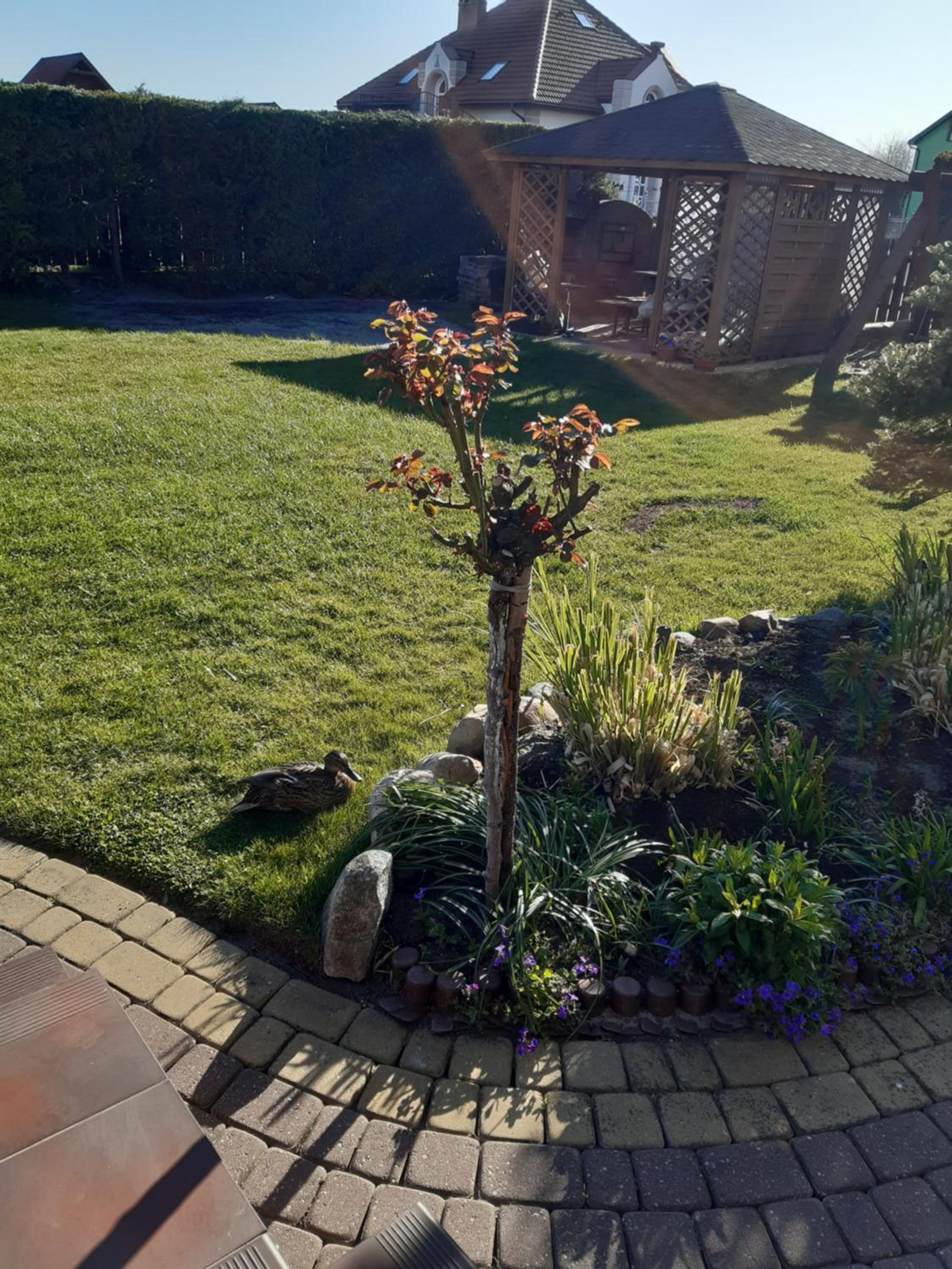 Photo 32