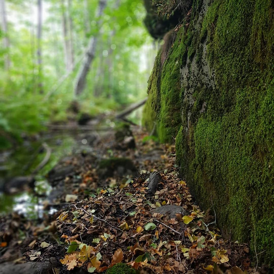 Photo 45