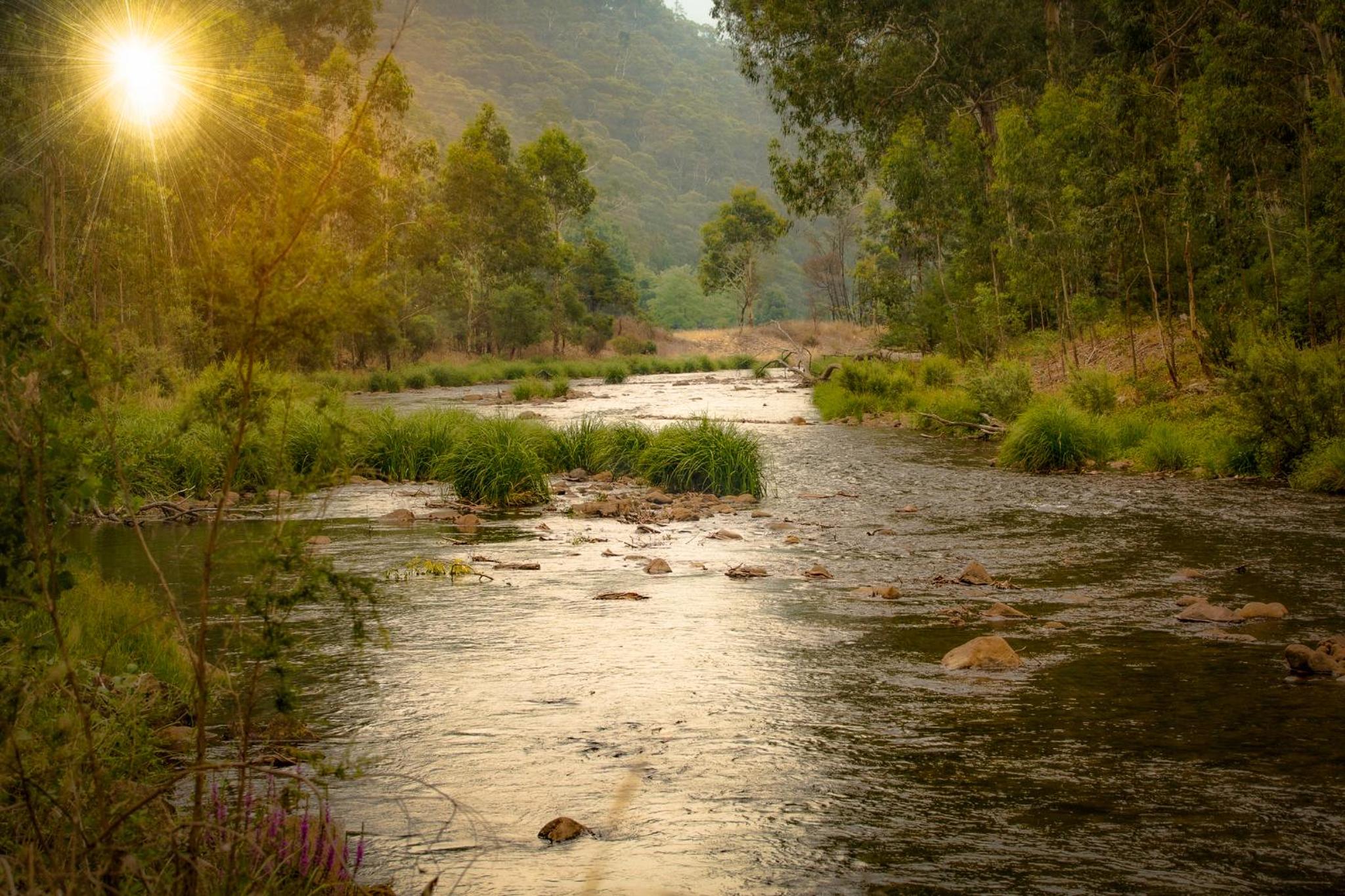 Sambar Hills- Kings #3