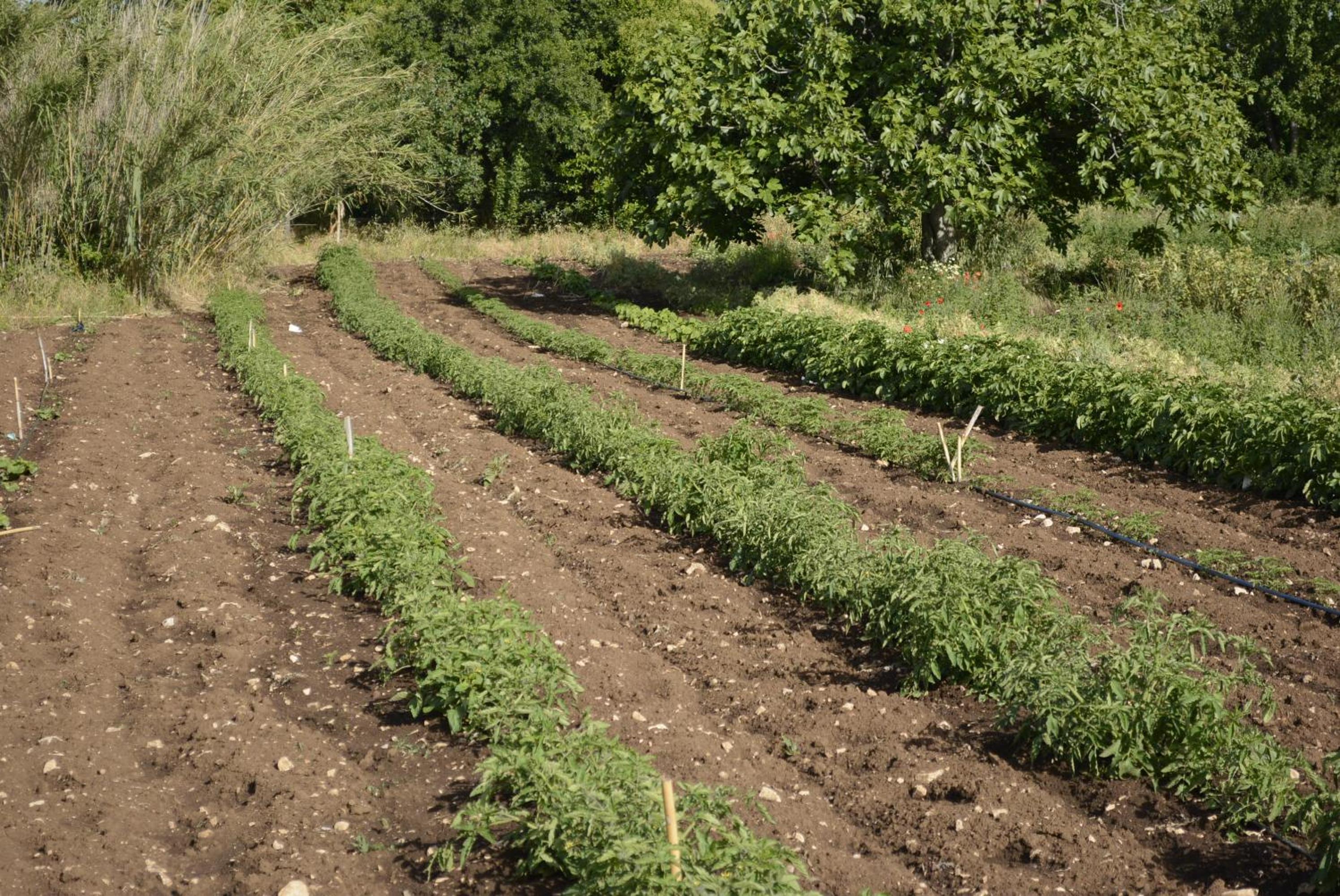 Photo 42