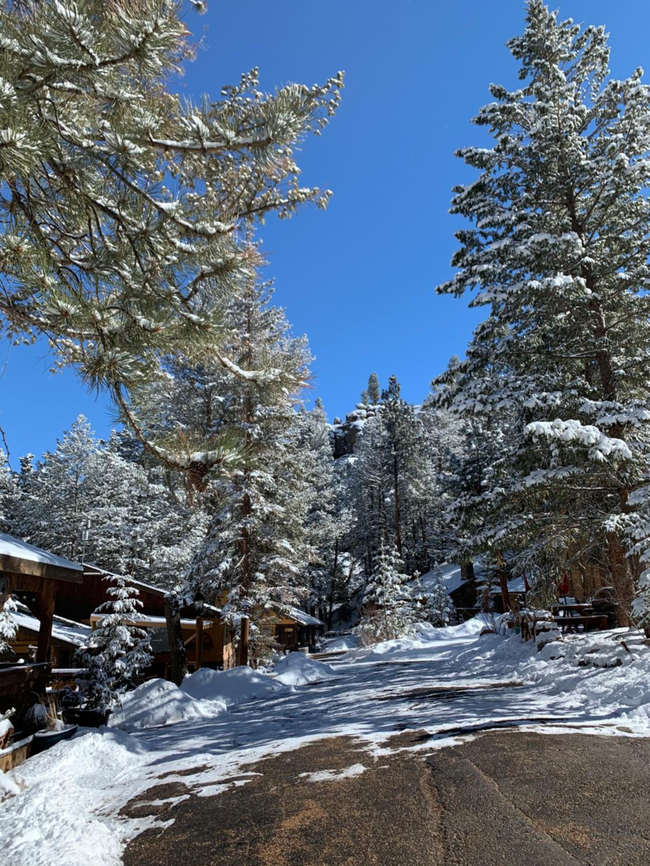 Pine Haven Resort