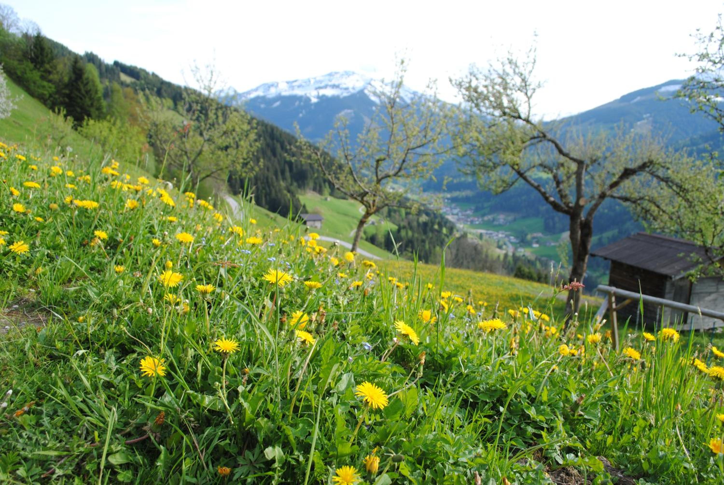 Siedlerhof