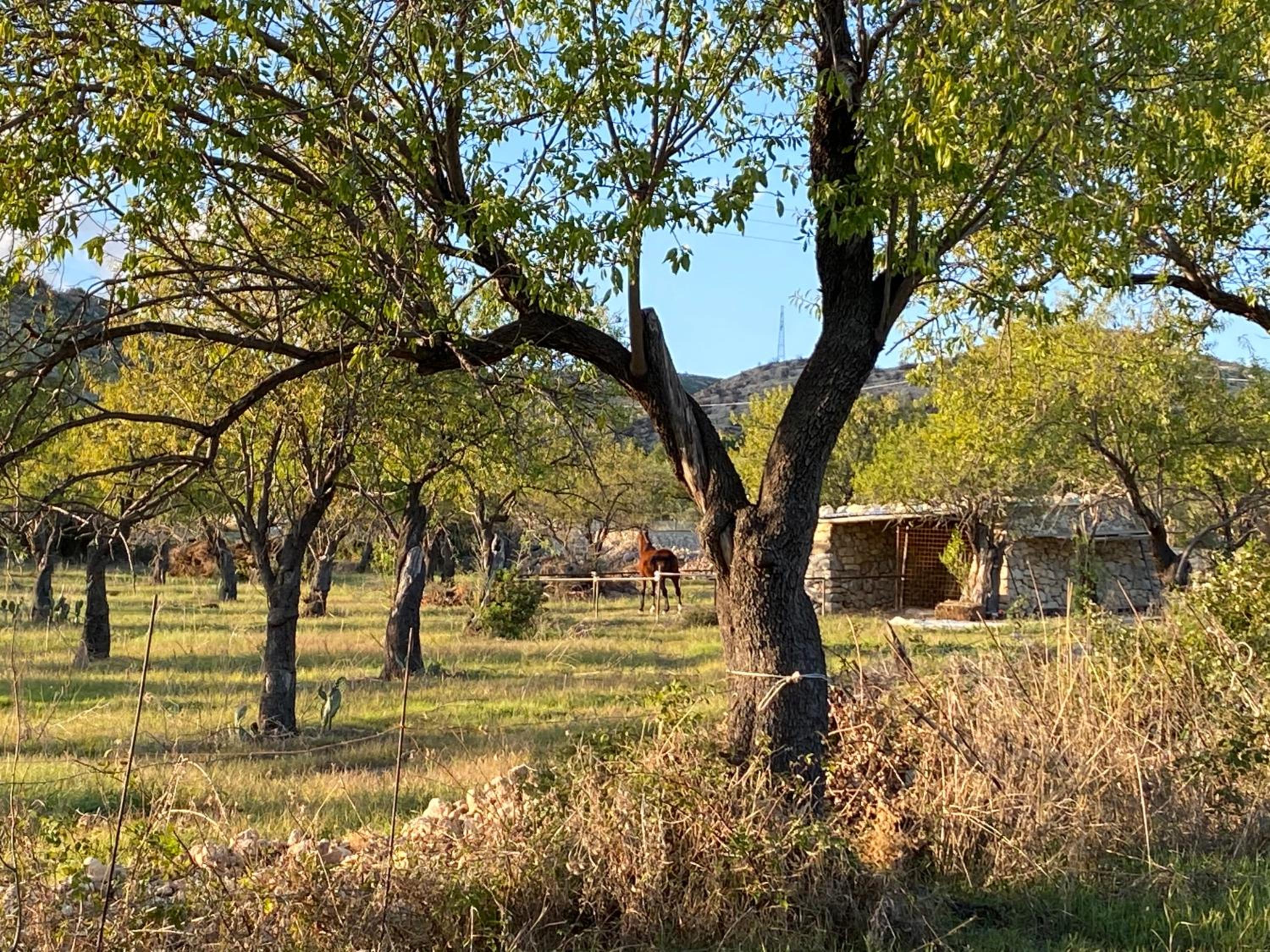 Masseria Usamborgia