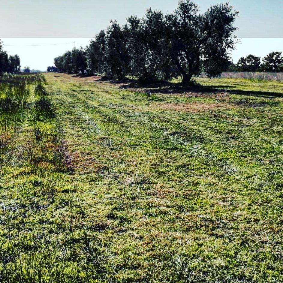 Agriturismo Podernuovo