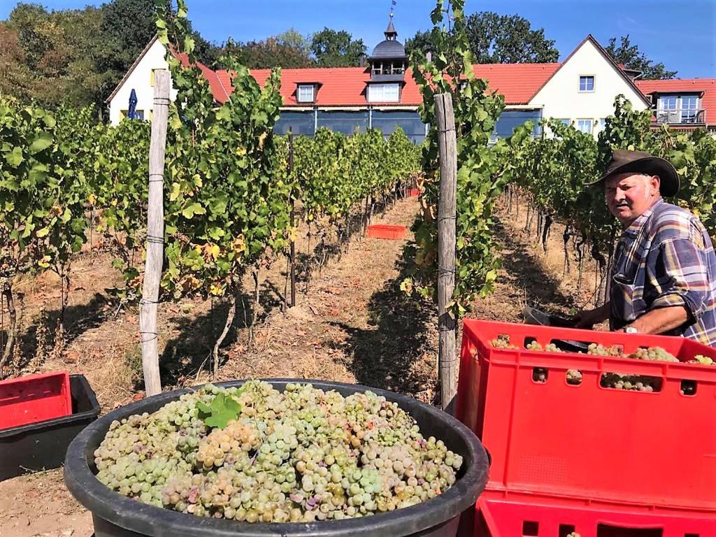 Pension Bella Vista - Winzerhof Golk