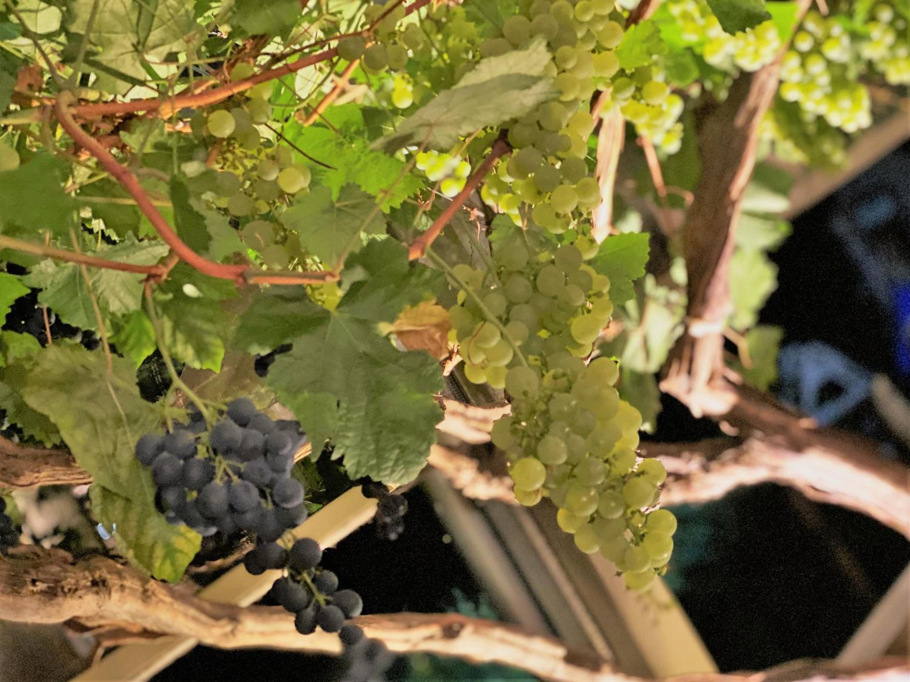 Pension Bella Vista - Winzerhof Golk