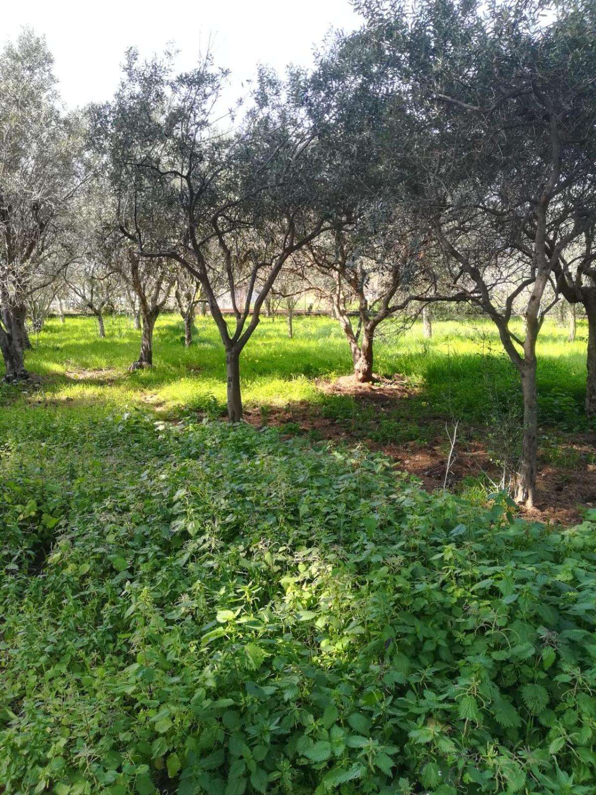 Sunset Cottage photo 3