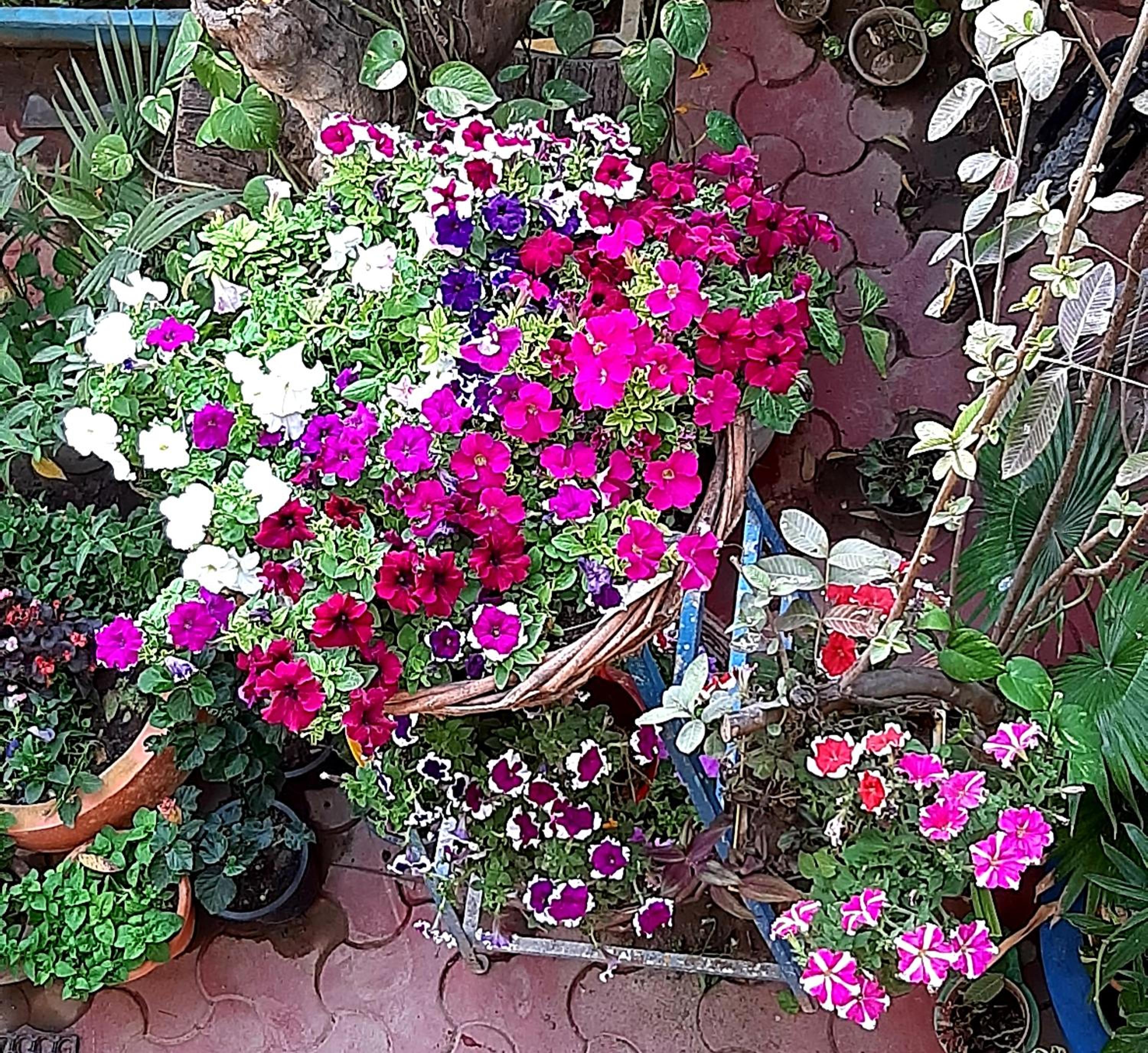 The Coral House Homestay by the Taj