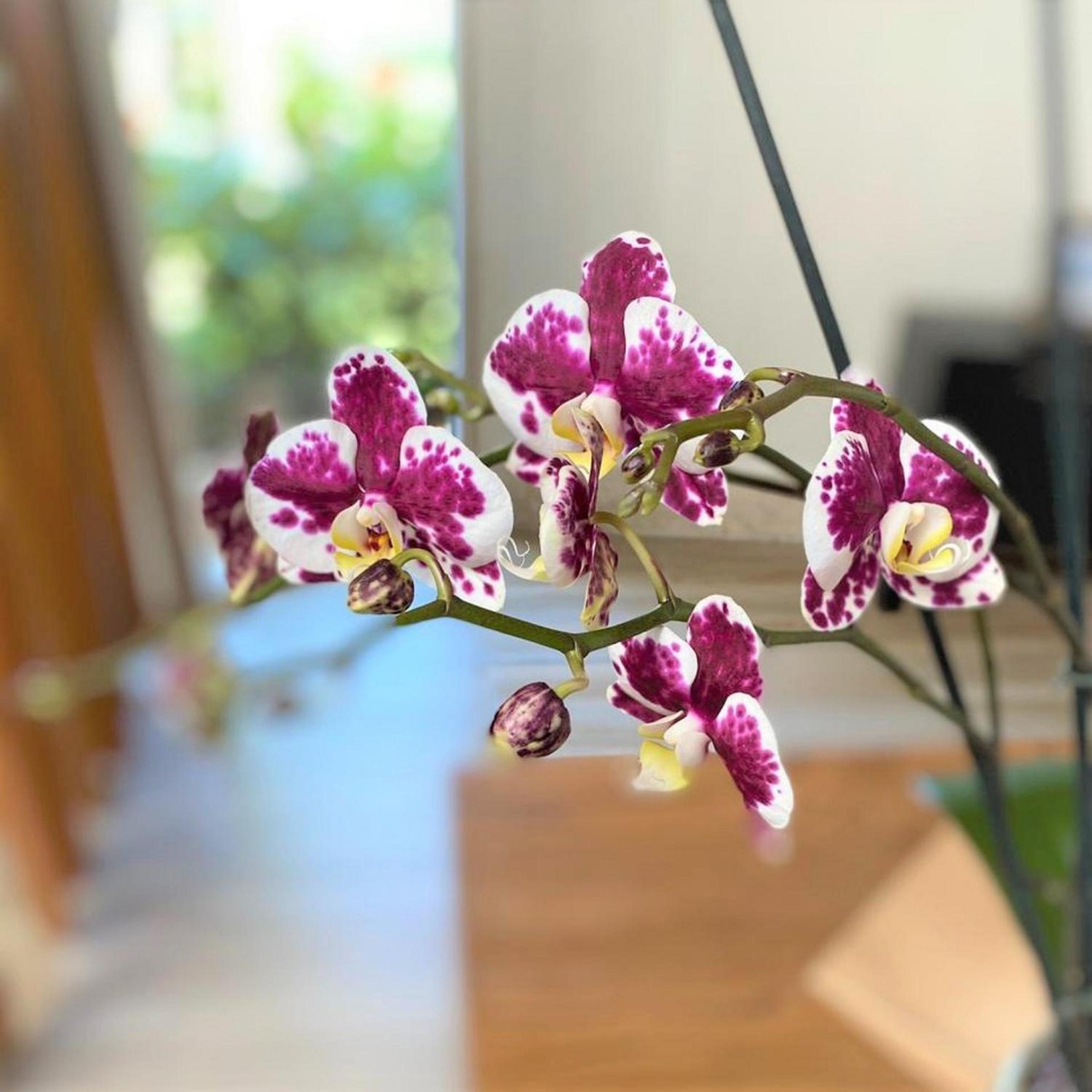 Punta Cana Vacations - Breathless Punta Cana Resort  Spa - Adults Only - All Inclusive - Property Image 20