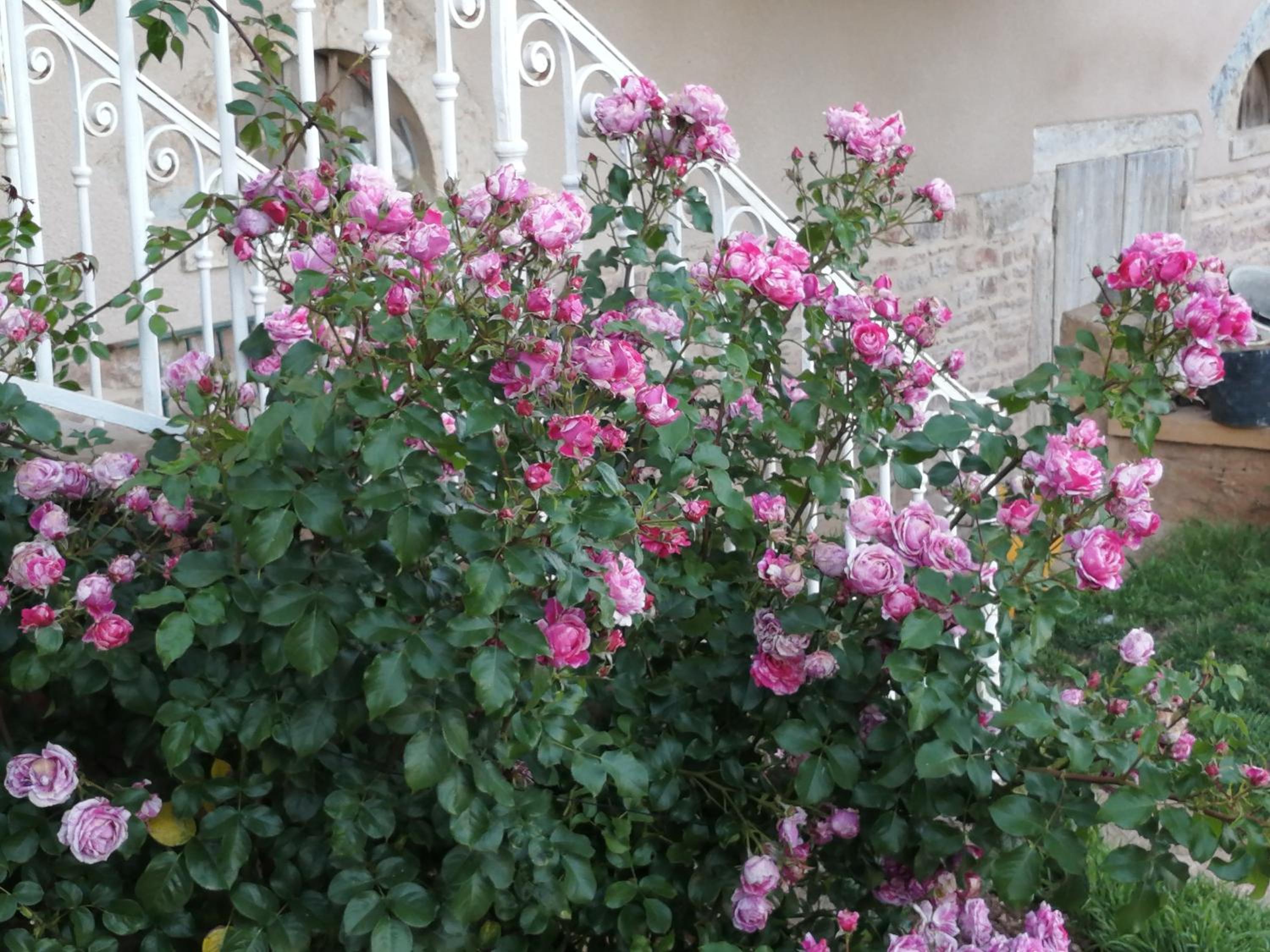 Pivoines view 5