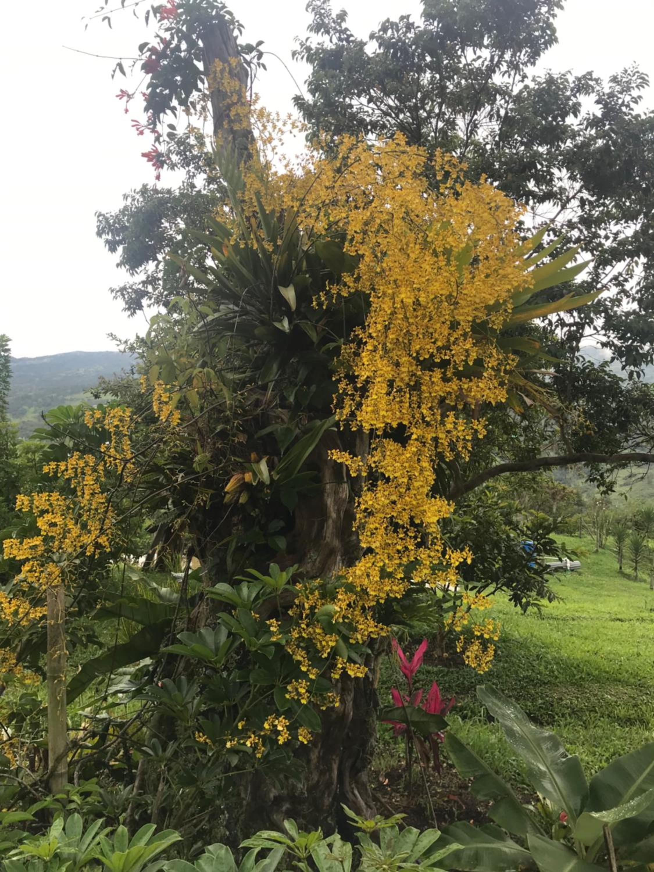 POSADA DEL CAMINO REAL