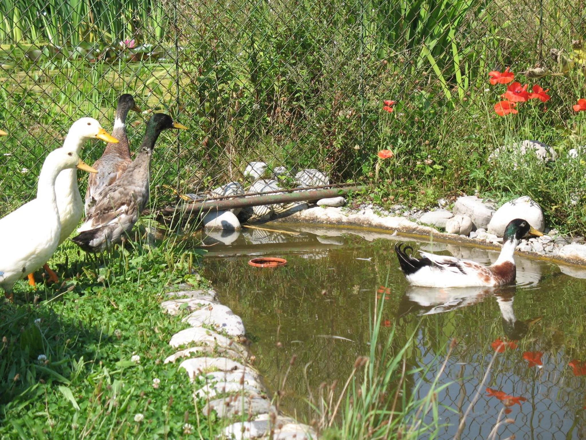 Photo 34