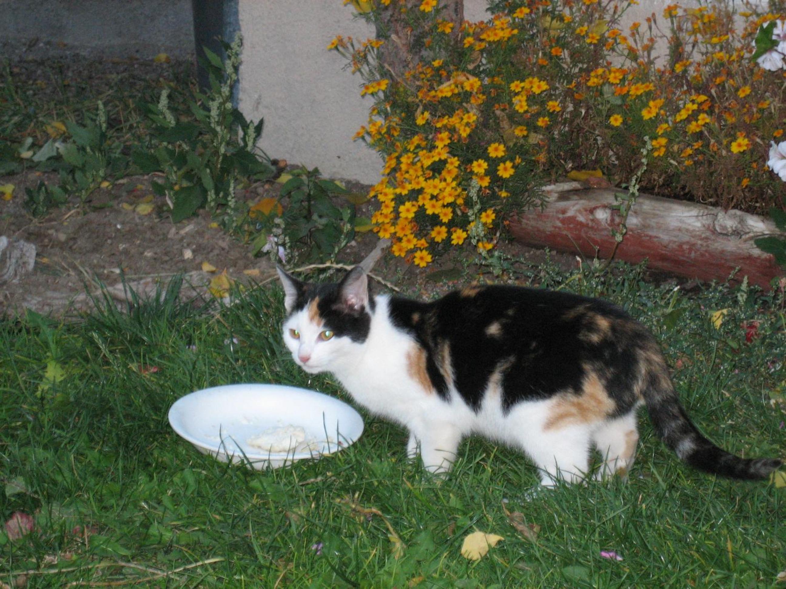 Photo 58