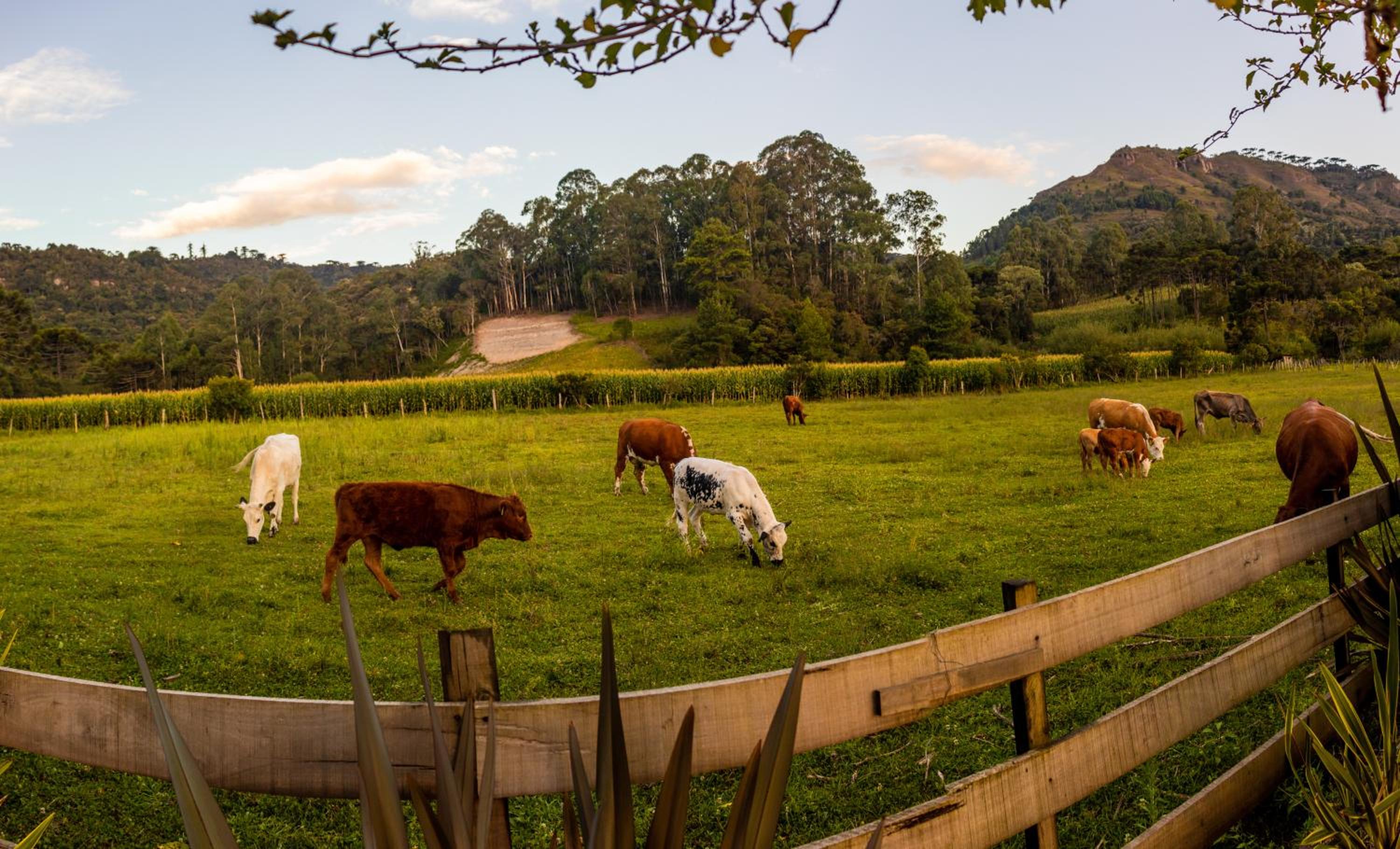 Hospedagem Rural Recanto do Riacho